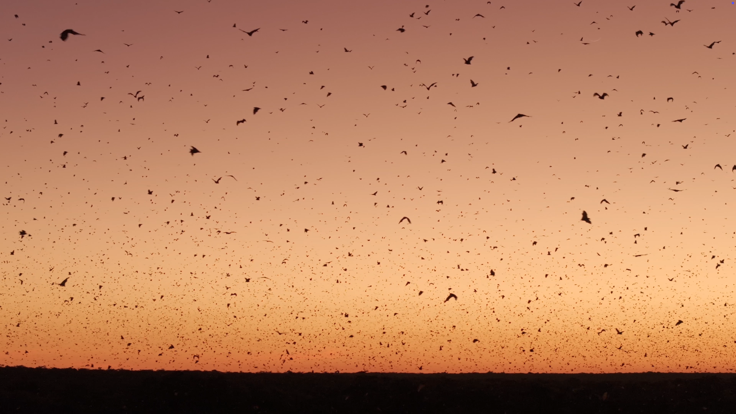 Kansaka Opera : a bat odyssey