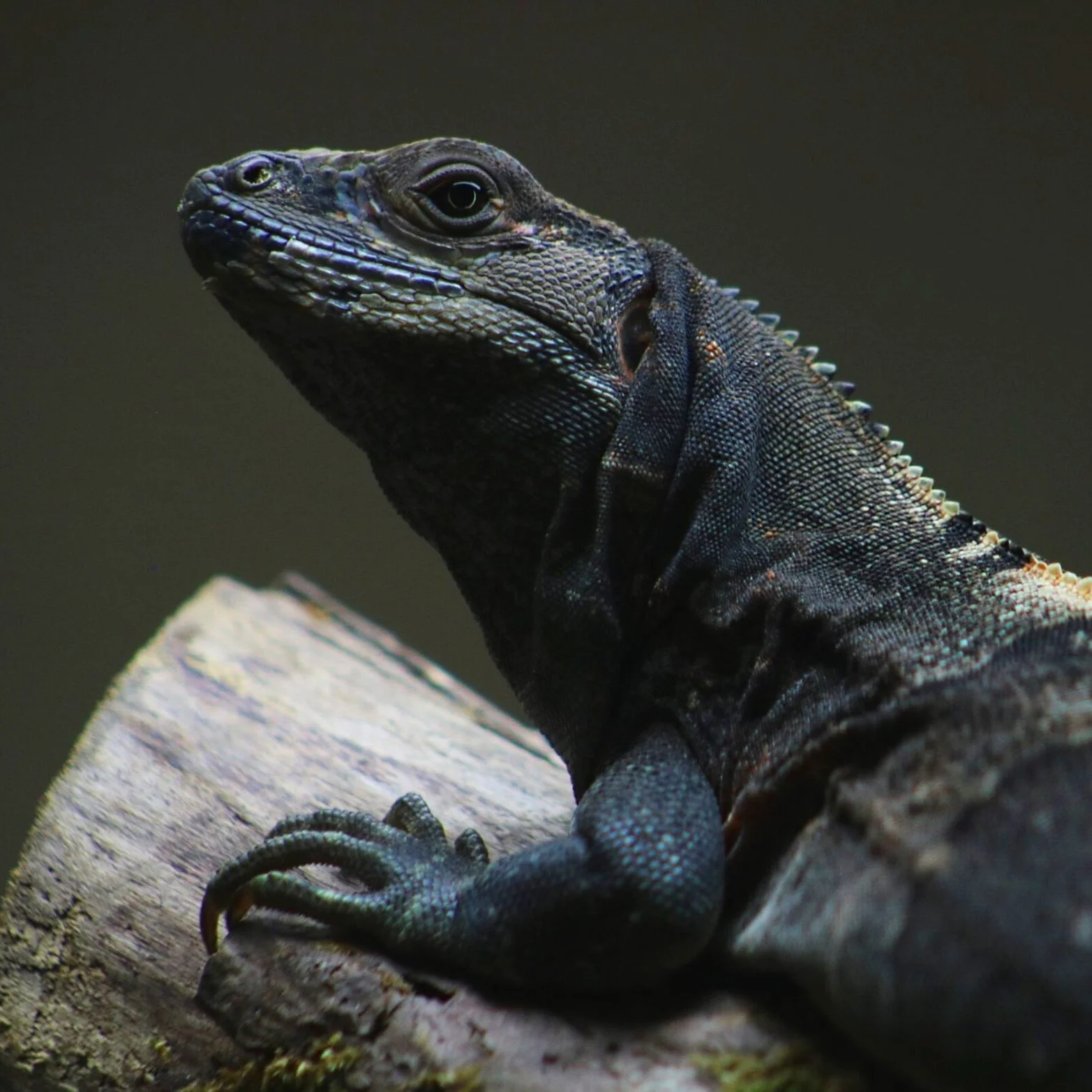 Black-Spiny-Tailed-Iguana-scaled.jpg
