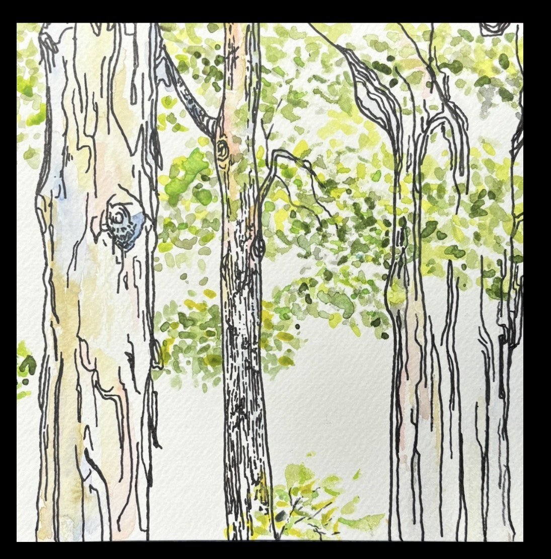 Maple by Aoife Maguire