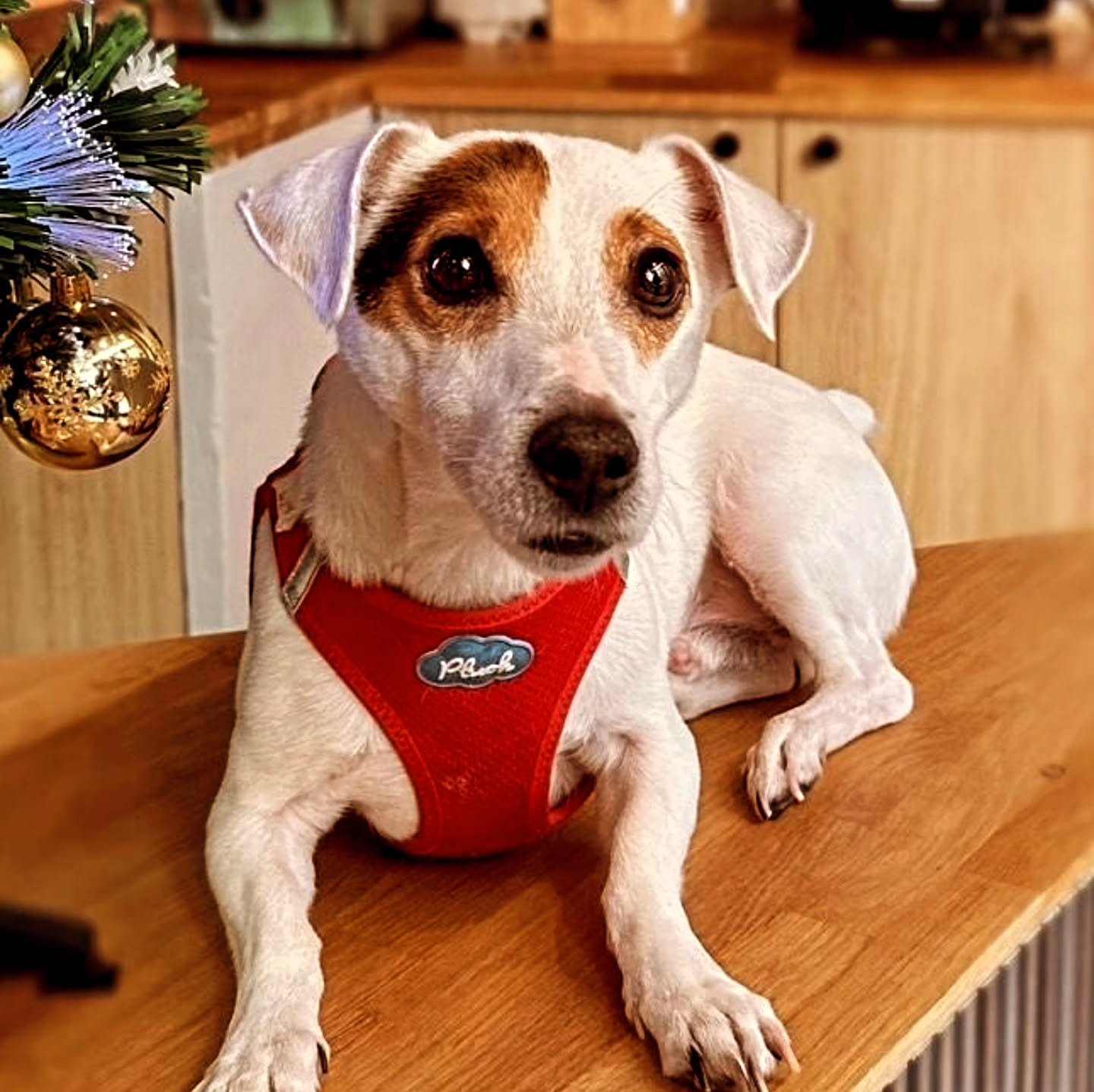 Chez Kaffa Koffee on est pet friendly donc n'h&eacute;sitez pas &agrave; venir d&eacute;guster votre boisson pr&eacute;f&eacute;r&eacute;e avec votre boule de poils ;-). 

#chiens #animaux #bouledepoils #petfriendly #paris #oberkampf #coffeeshopvibes