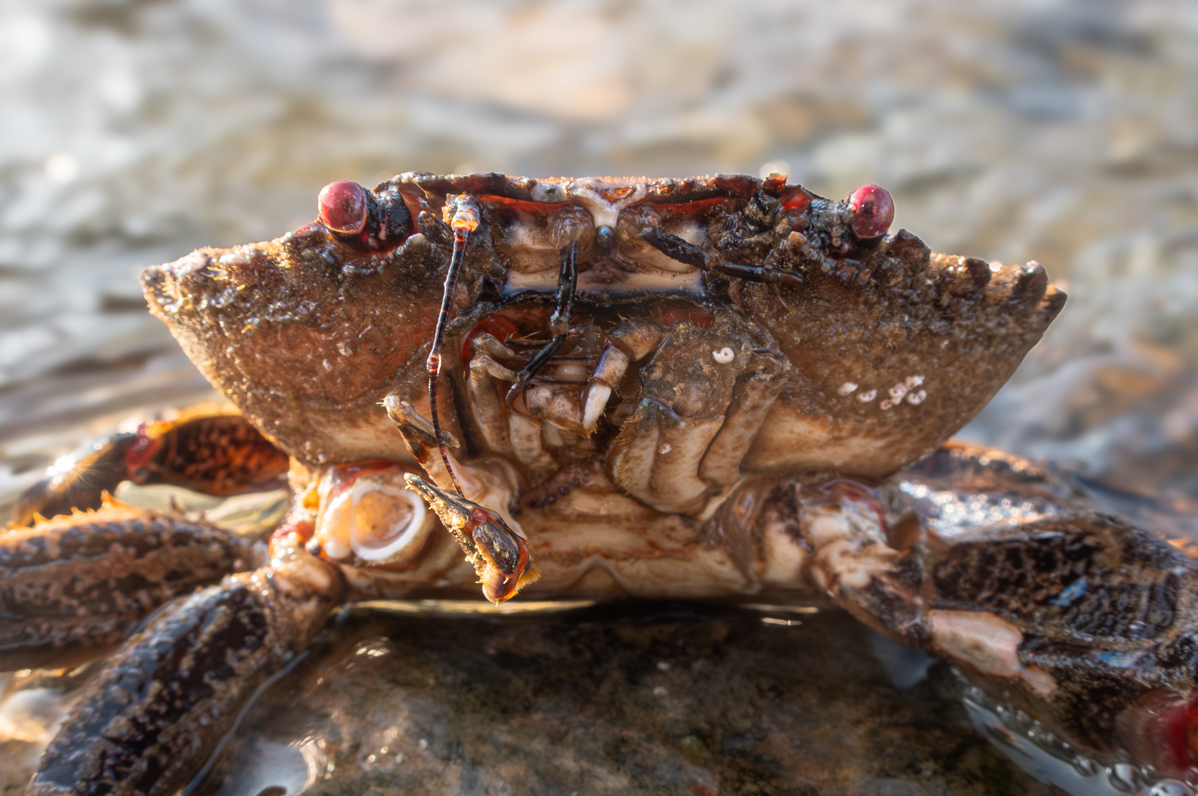 Screenshot 2025-05-22 220516.png