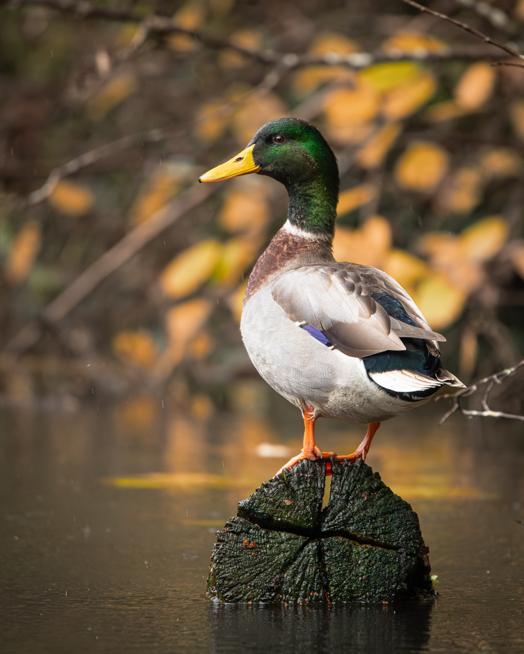 Screenshot (129).png