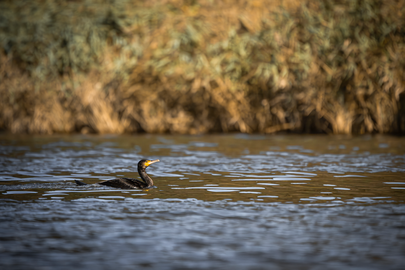 Screenshot (101).png