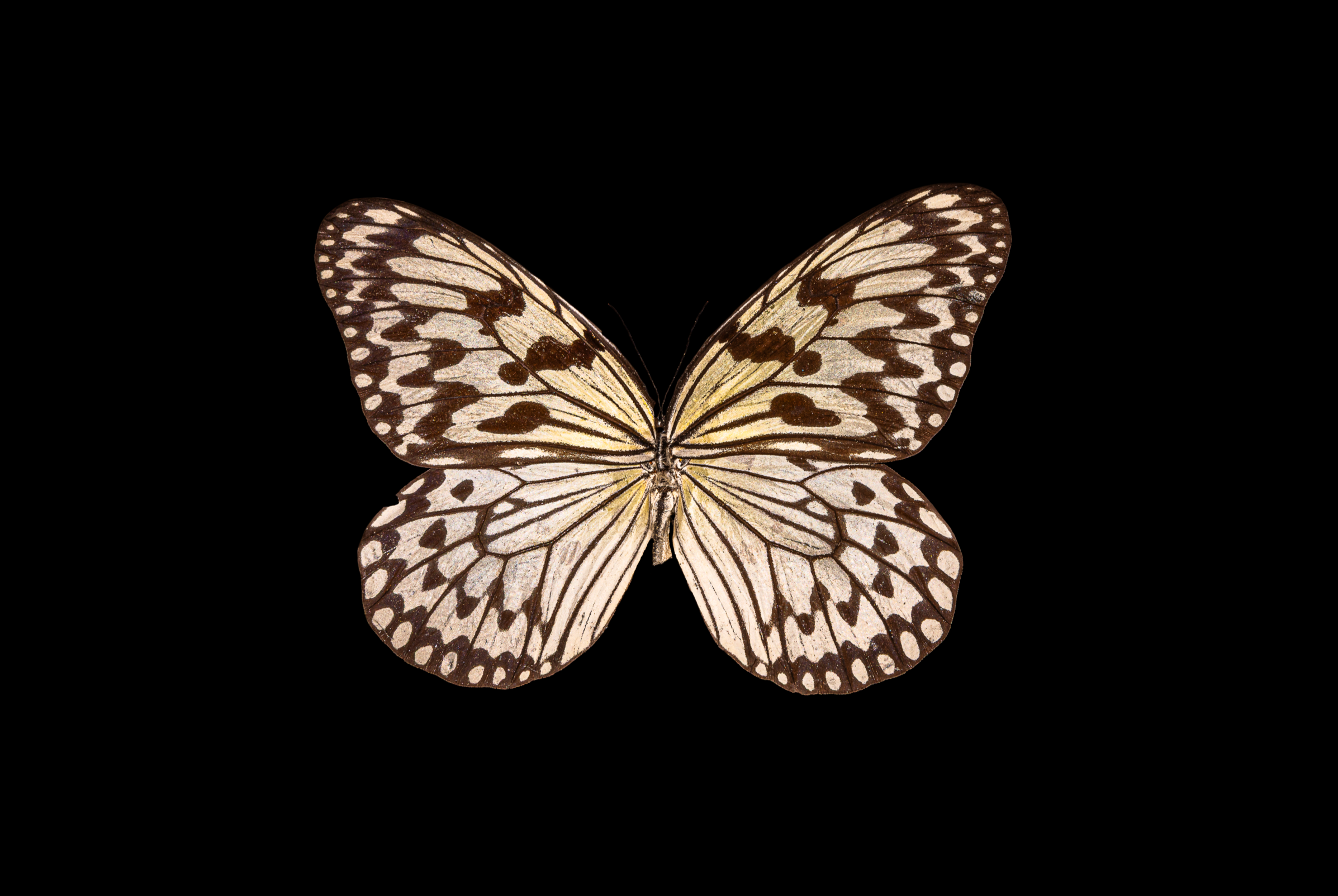 Screenshot 2025-12-20 234131.png