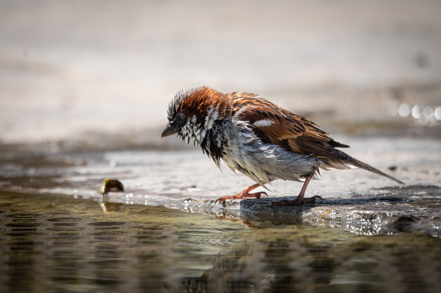 Screenshot (265).png