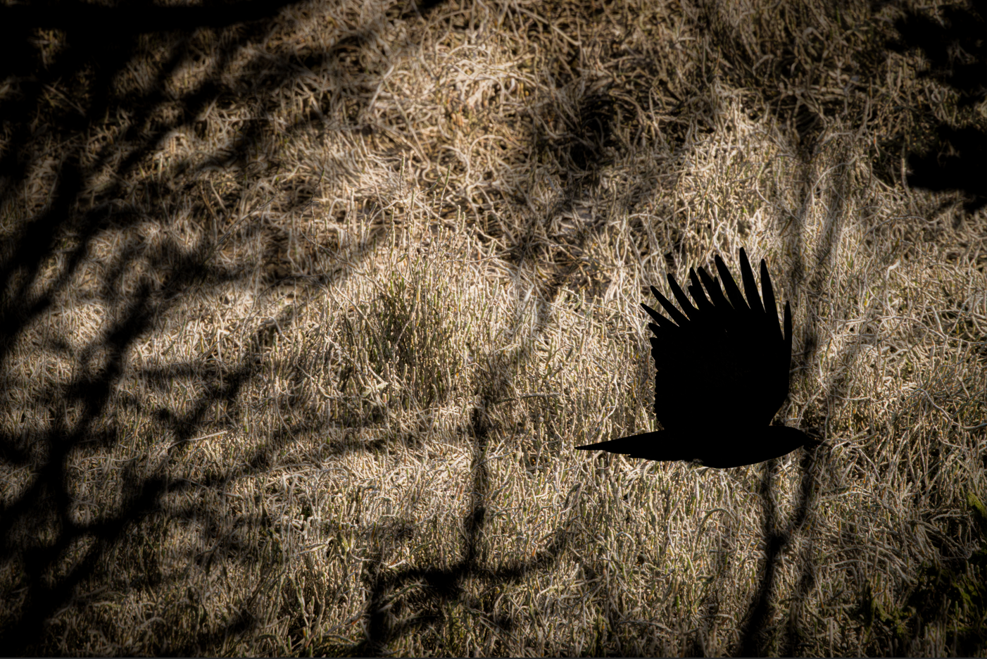 {C3333436-B177-4D94-B869-D068D3FE4E3C}.png