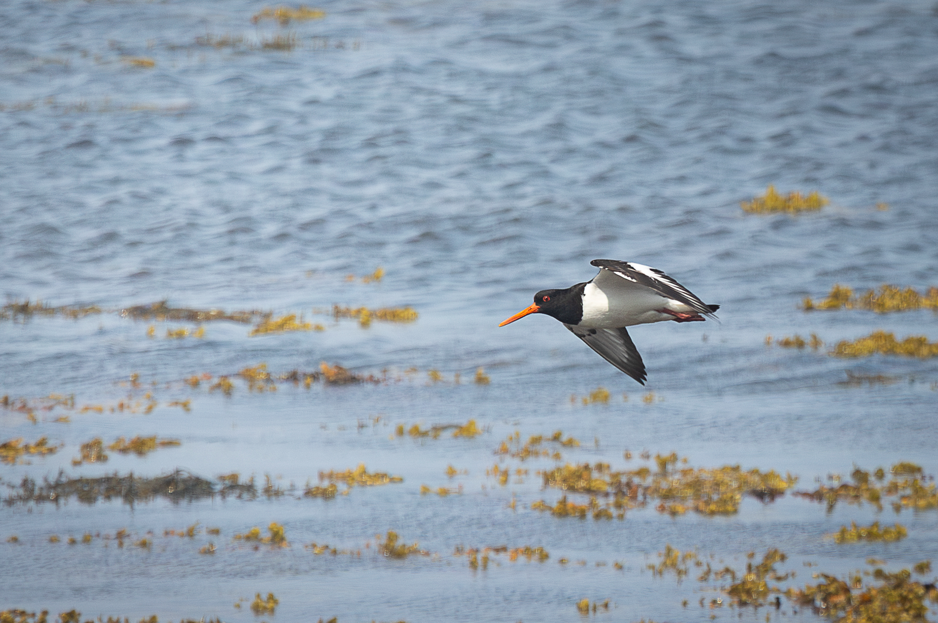 Screenshot 2026-02-05 012432.png