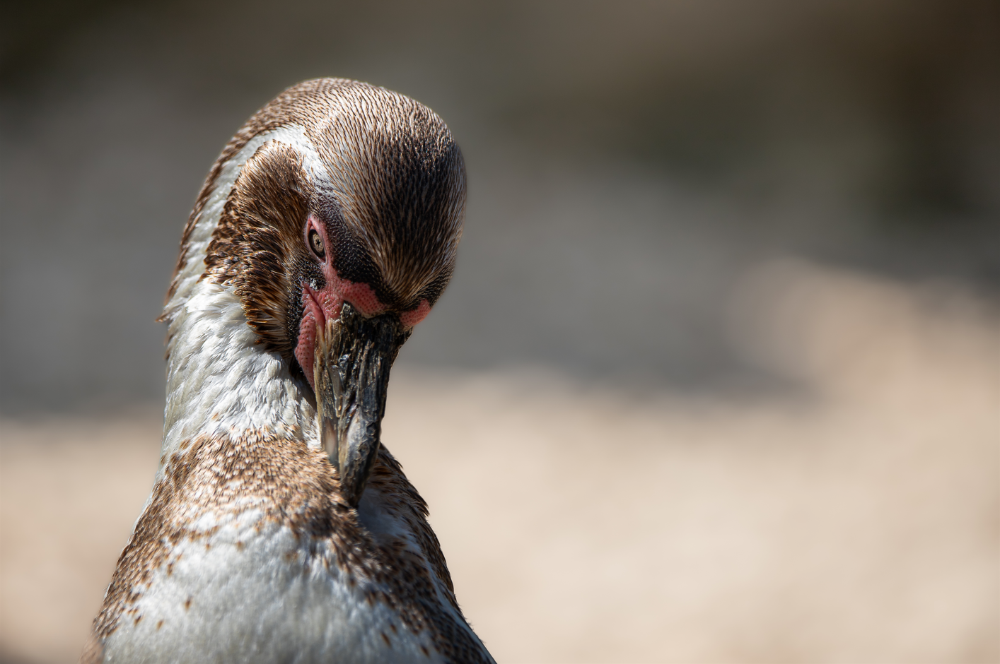 Screenshot (245).png