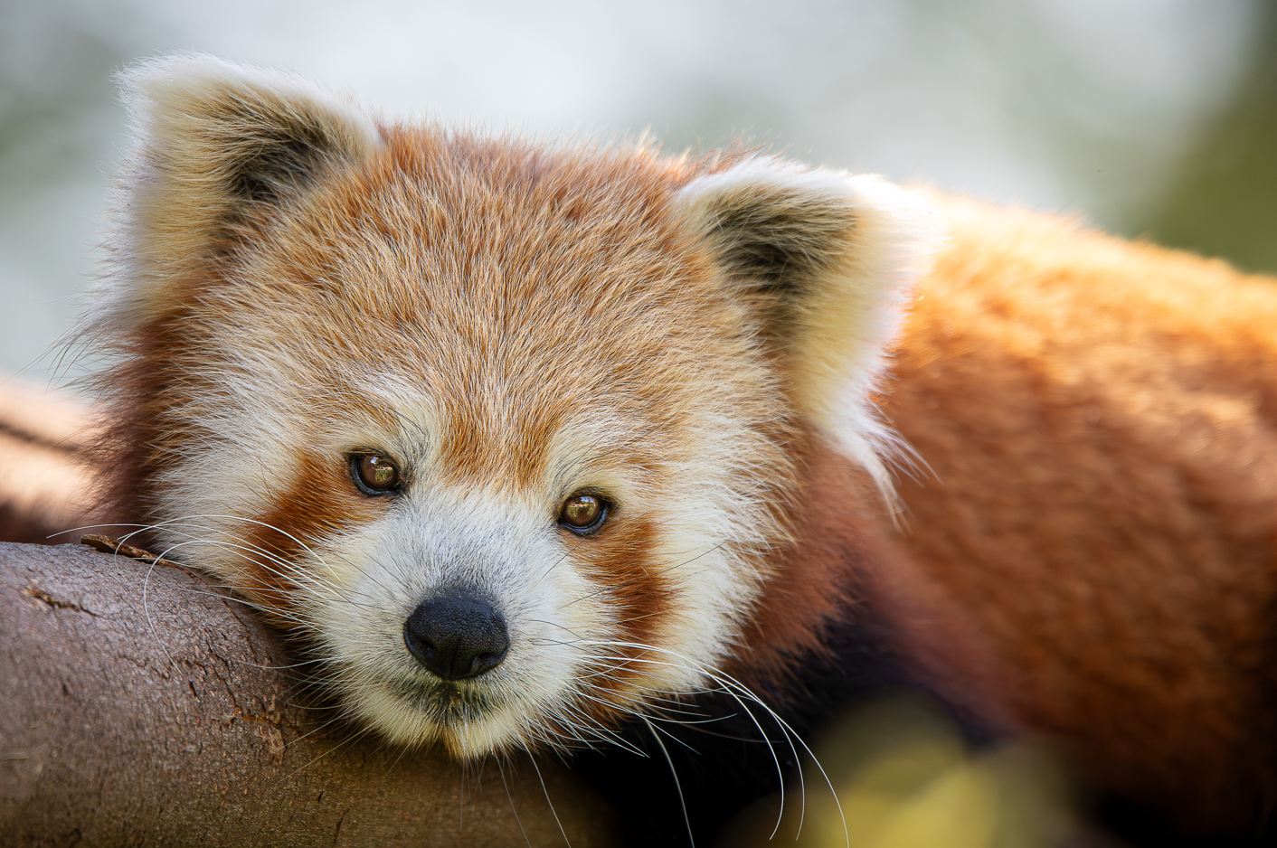 Screenshot (247).png