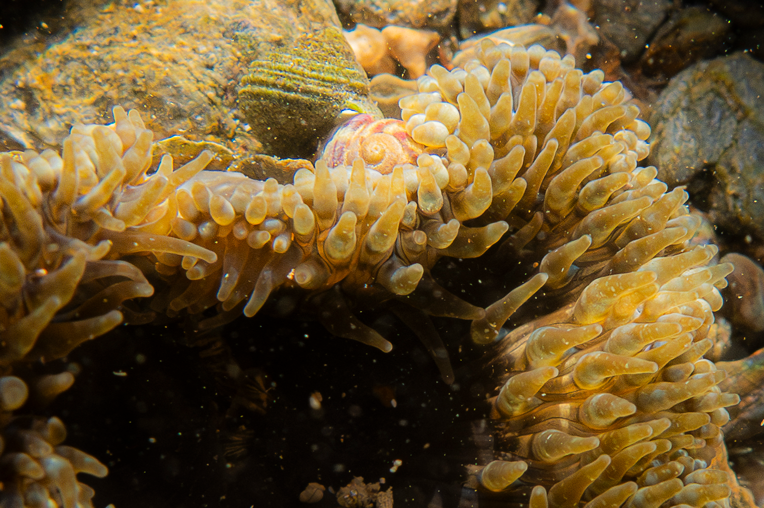 Screenshot 2025-05-22 220458.png