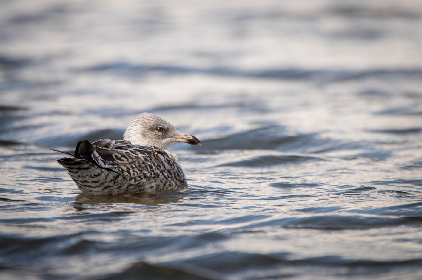 Screenshot (121).png