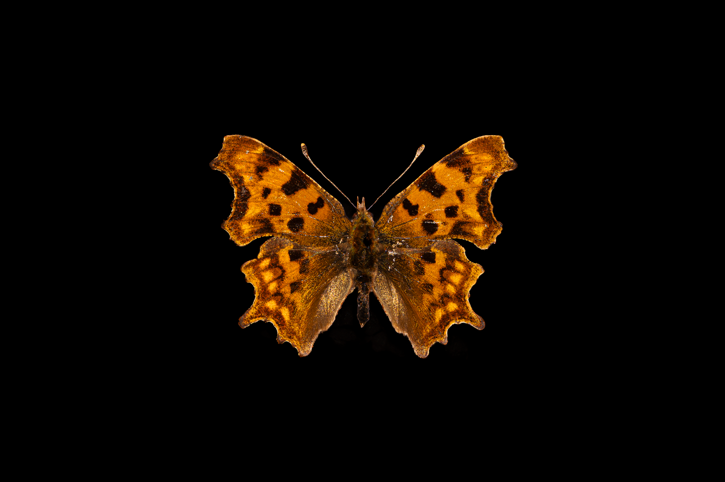 Screenshot 2025-12-20 231325.png