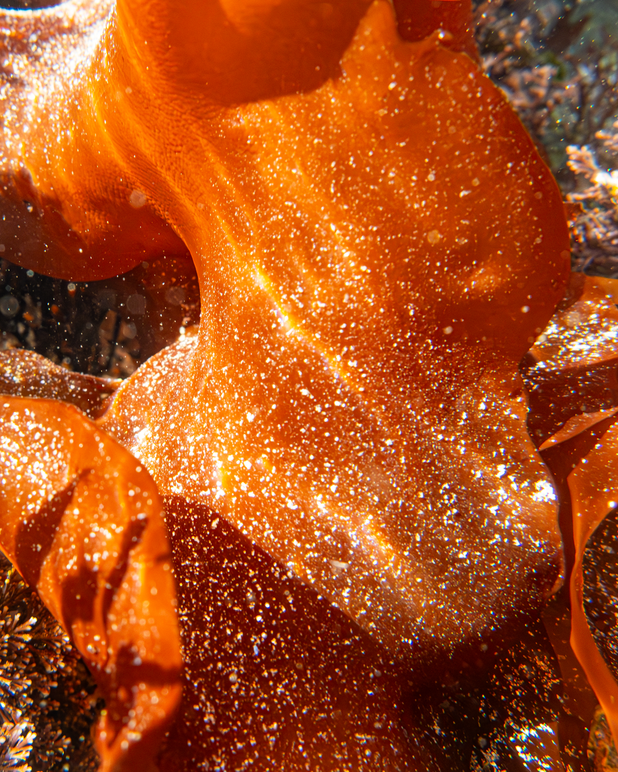 Screenshot 2025-05-22 220352.png