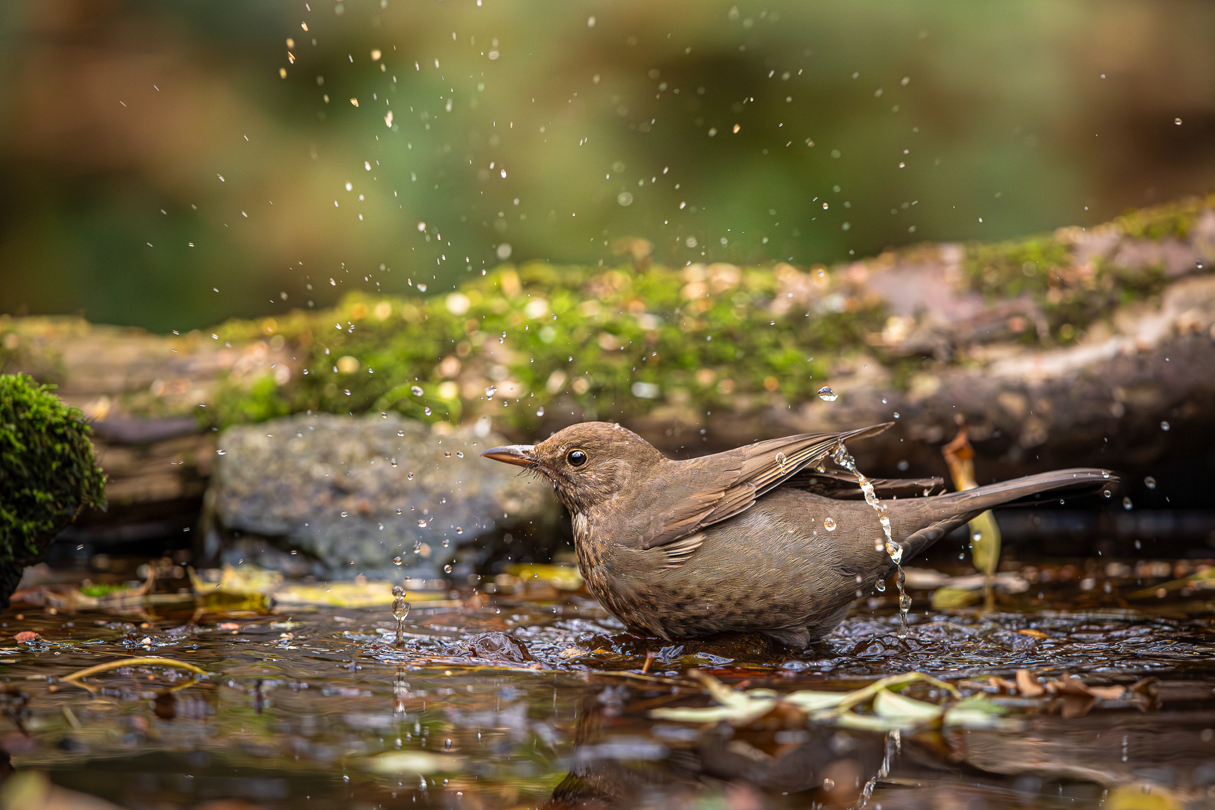 Screenshot 2025-12-25 130245.png