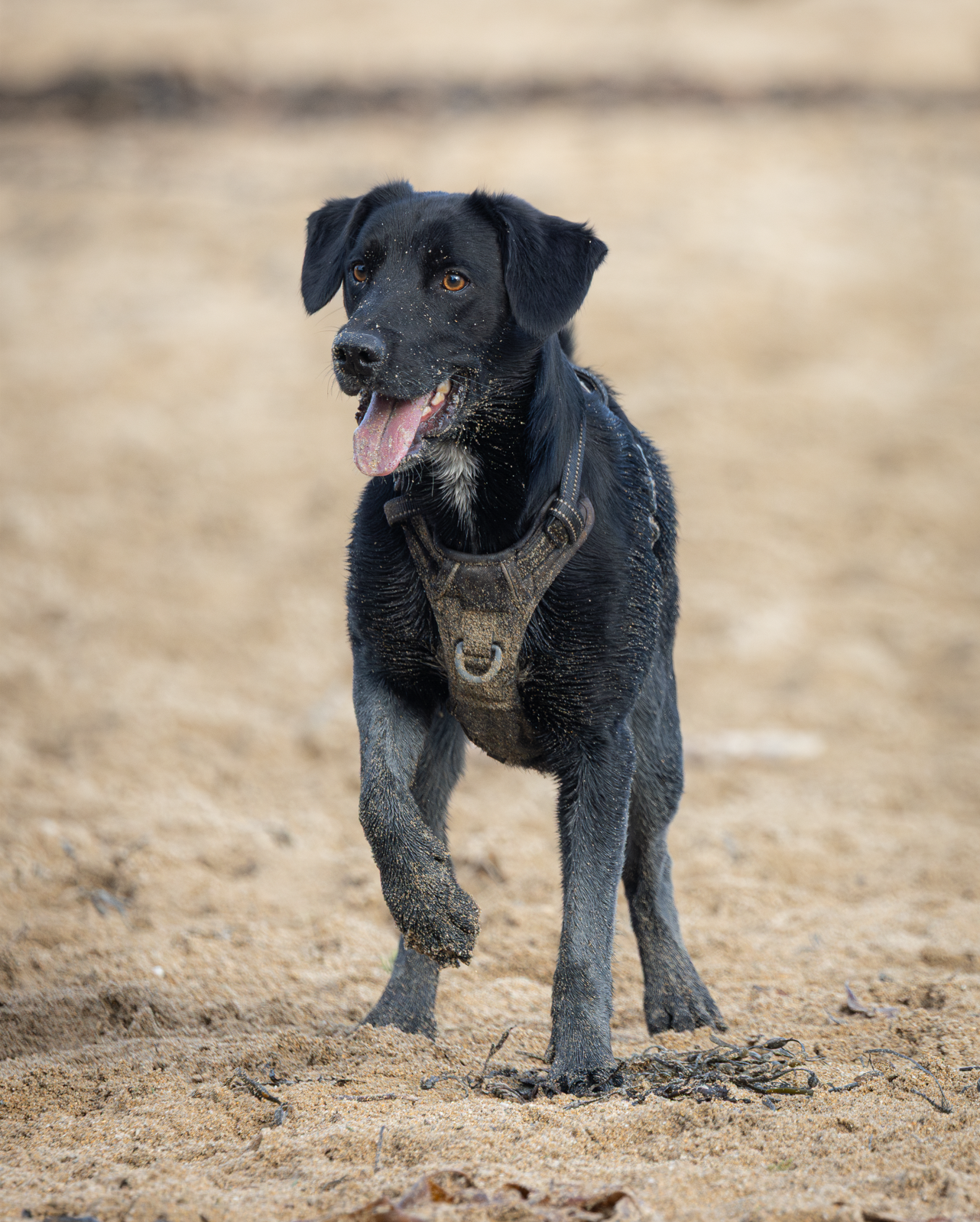 Screenshot 2026-02-04 223328.png