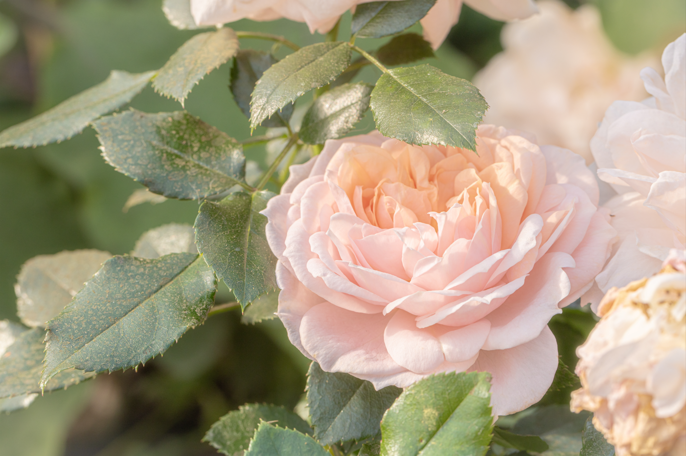 {25B1F827-F6AA-482C-A095-55D5A544424D}.png