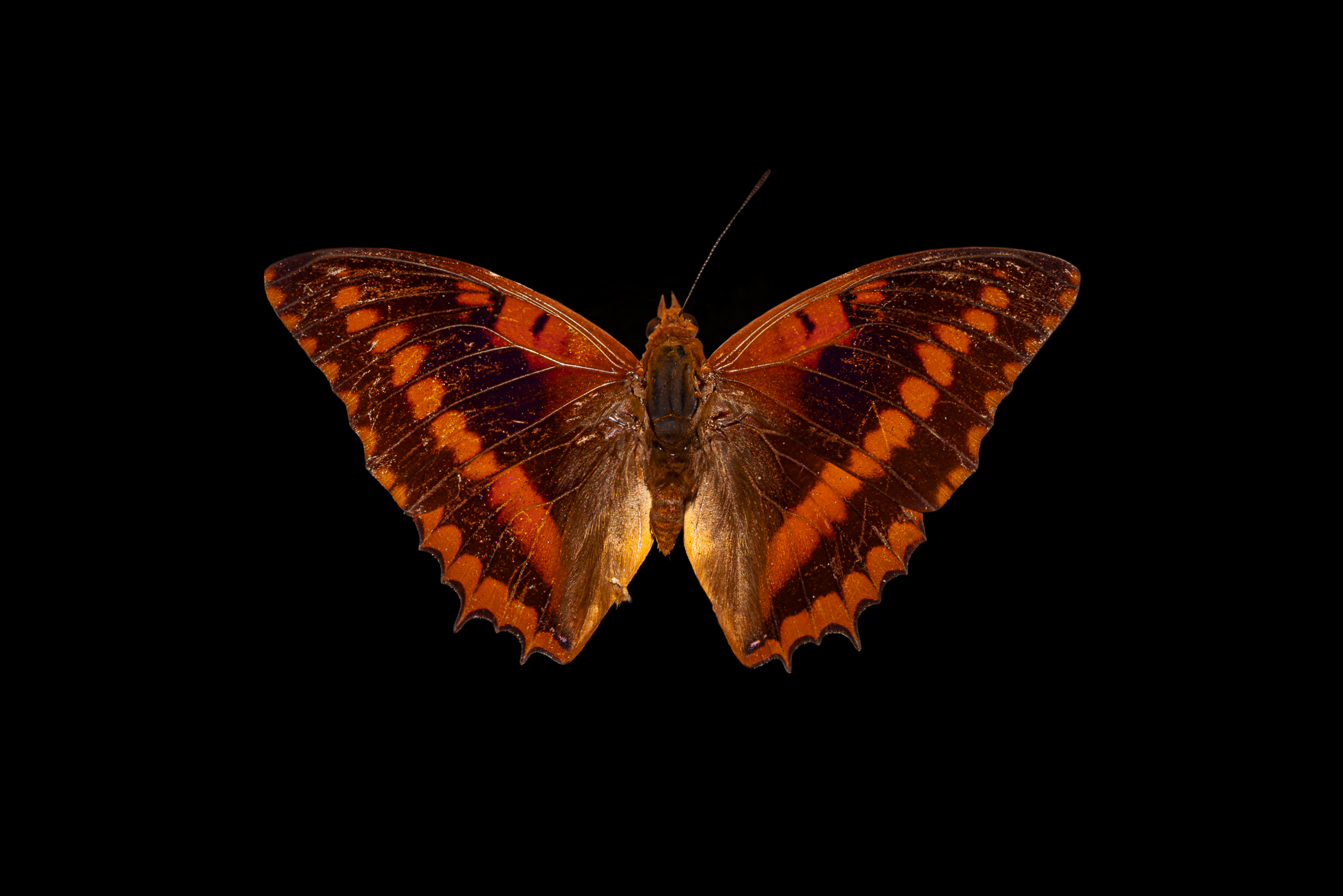 Screenshot 2025-12-20 231138.png