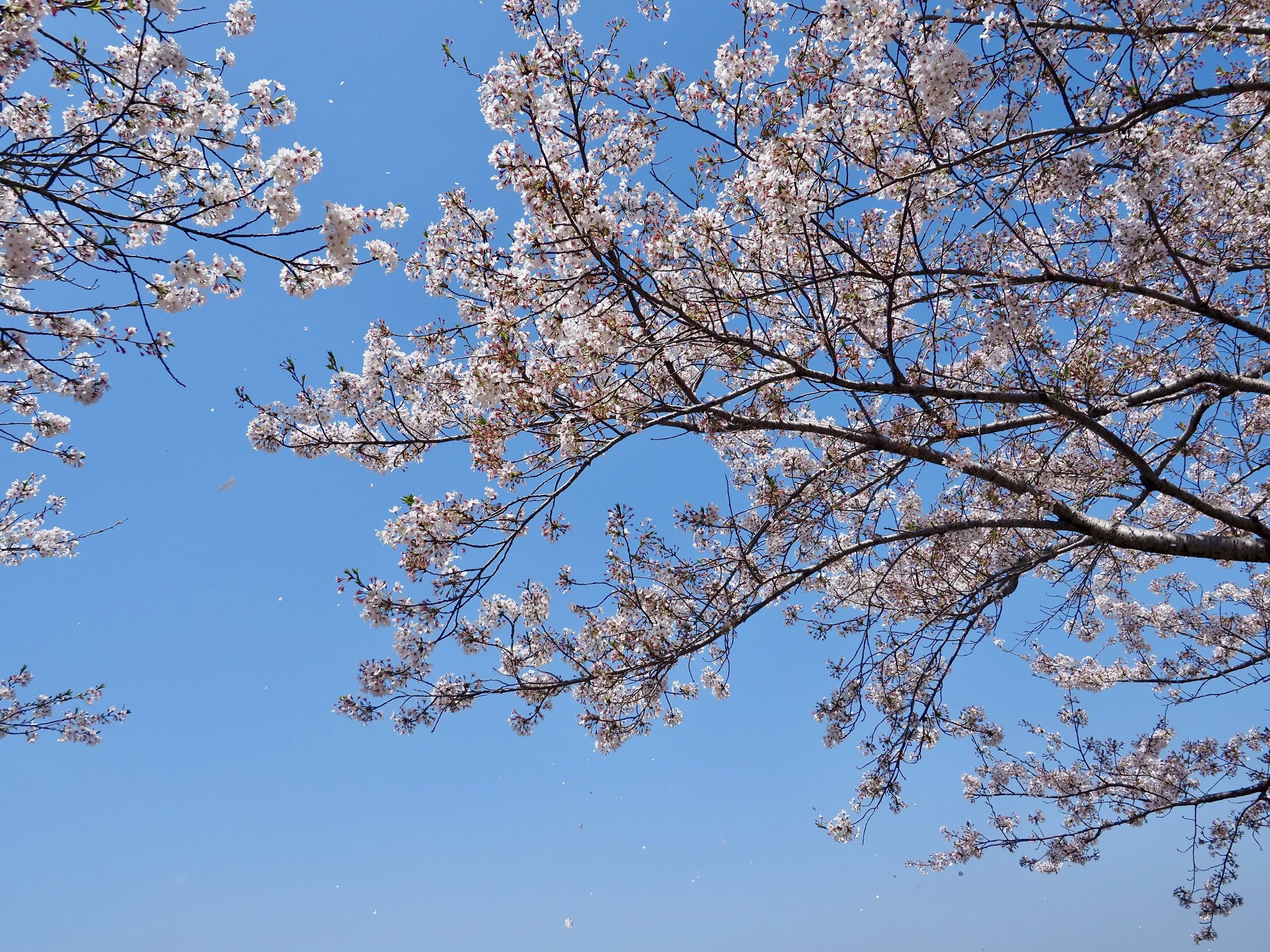 cherry blossoms.JPG