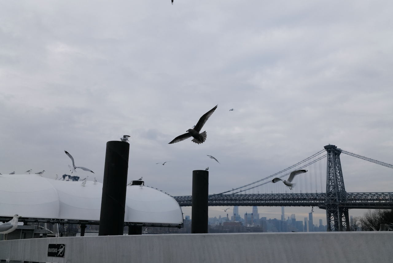 Seagulls flying near a bridge with a city skyline in the background on a cloudy day.