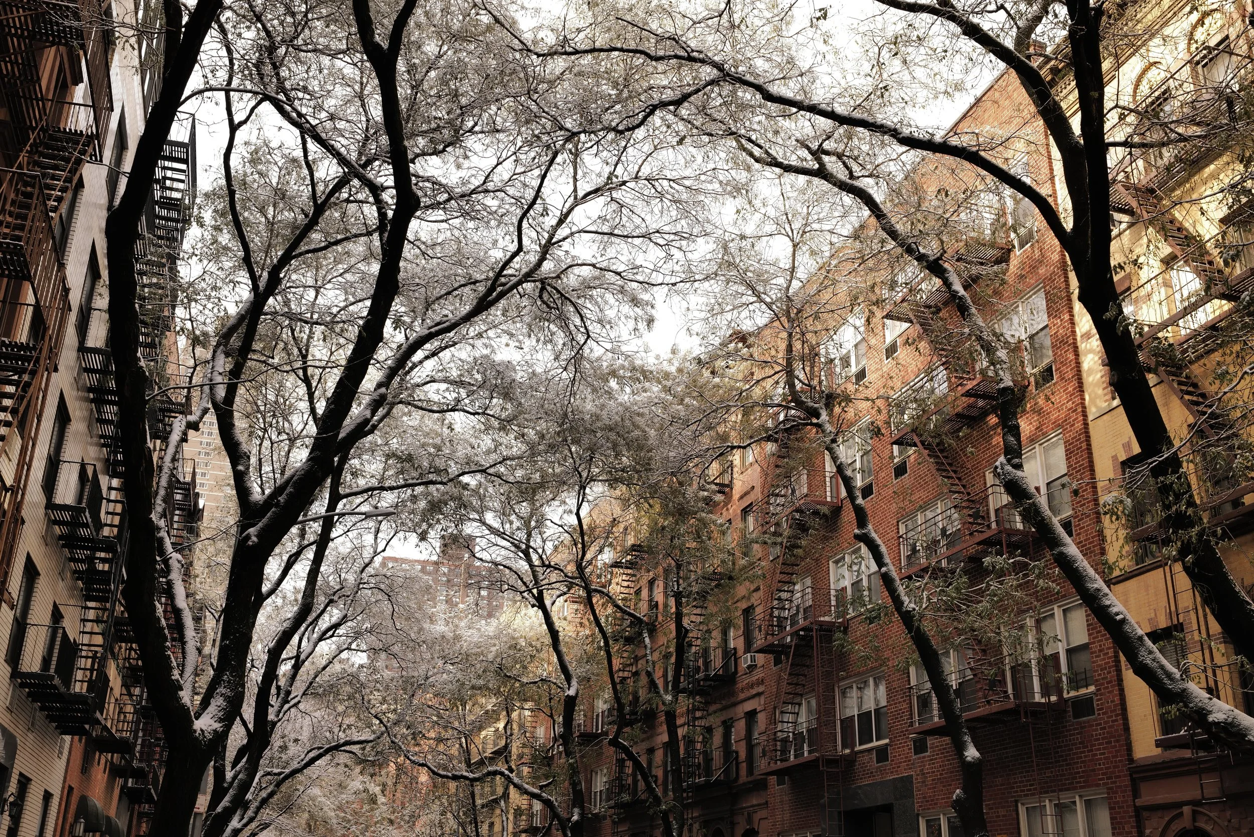 Leafless trees with snow on branches in front of brick apartment buildings.