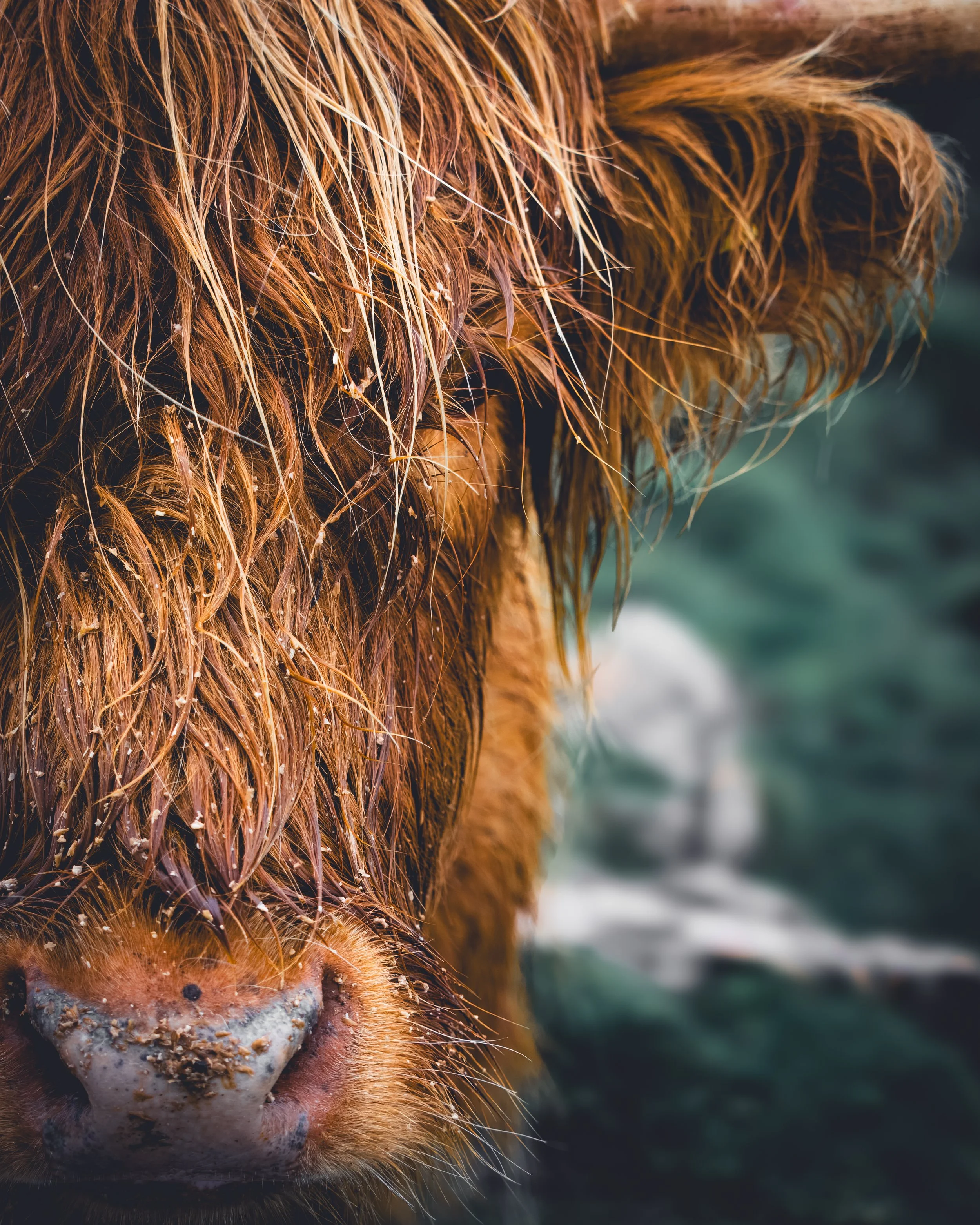 Highland Cow