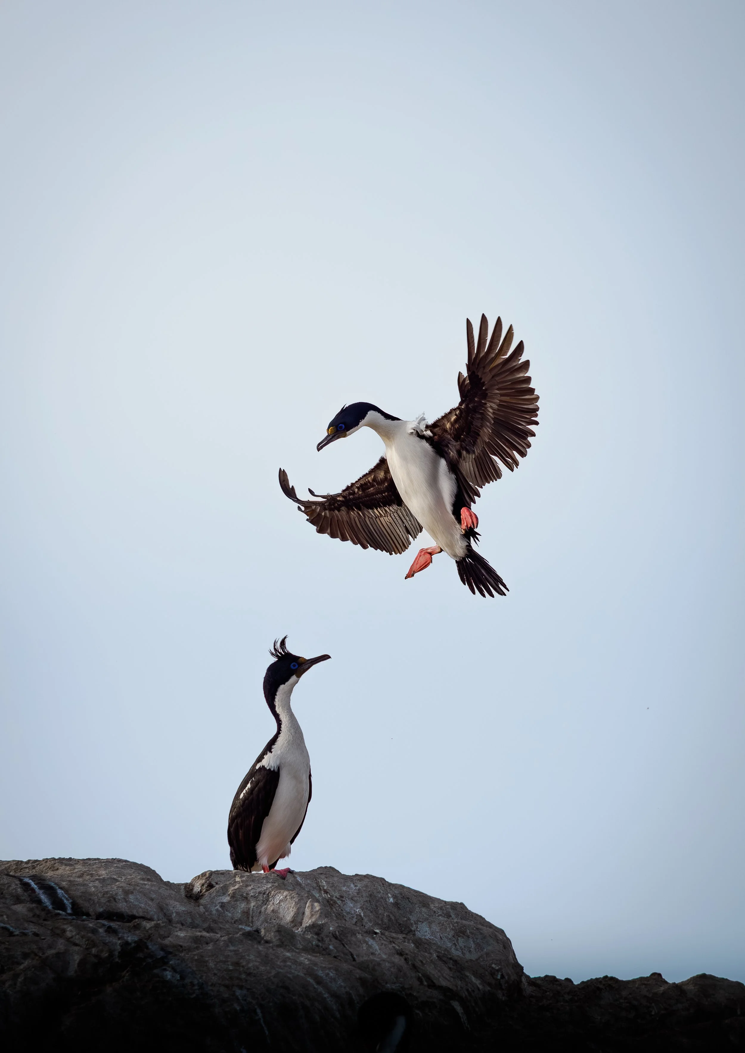Cormorants in the Beagle Channel