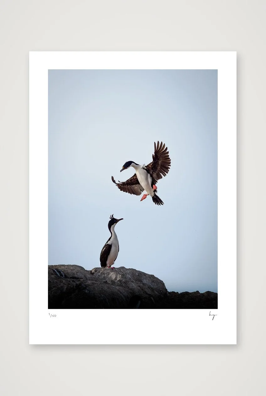 Cormorants in the Beagle Channel
