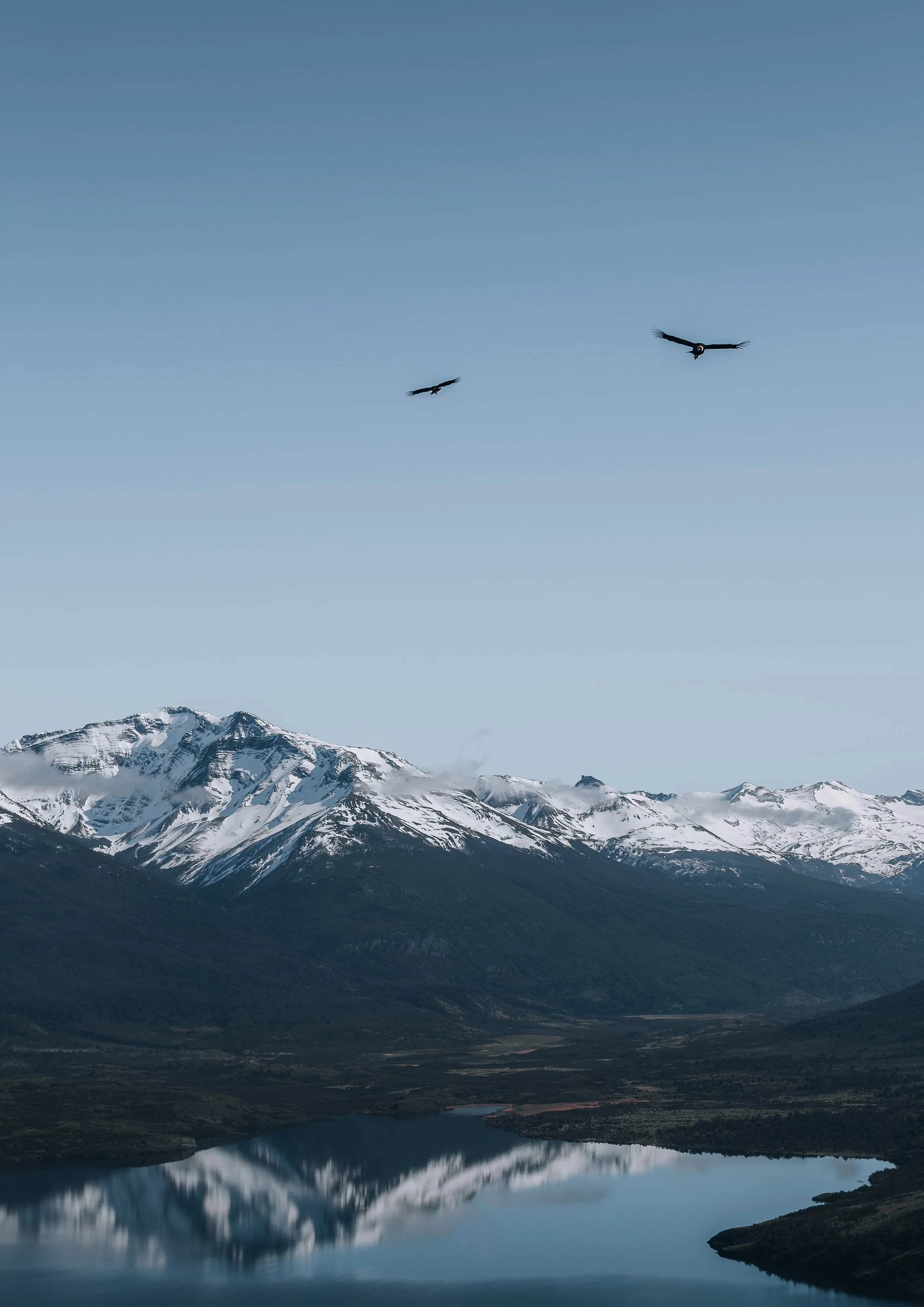 Condors at Cerro Benitez