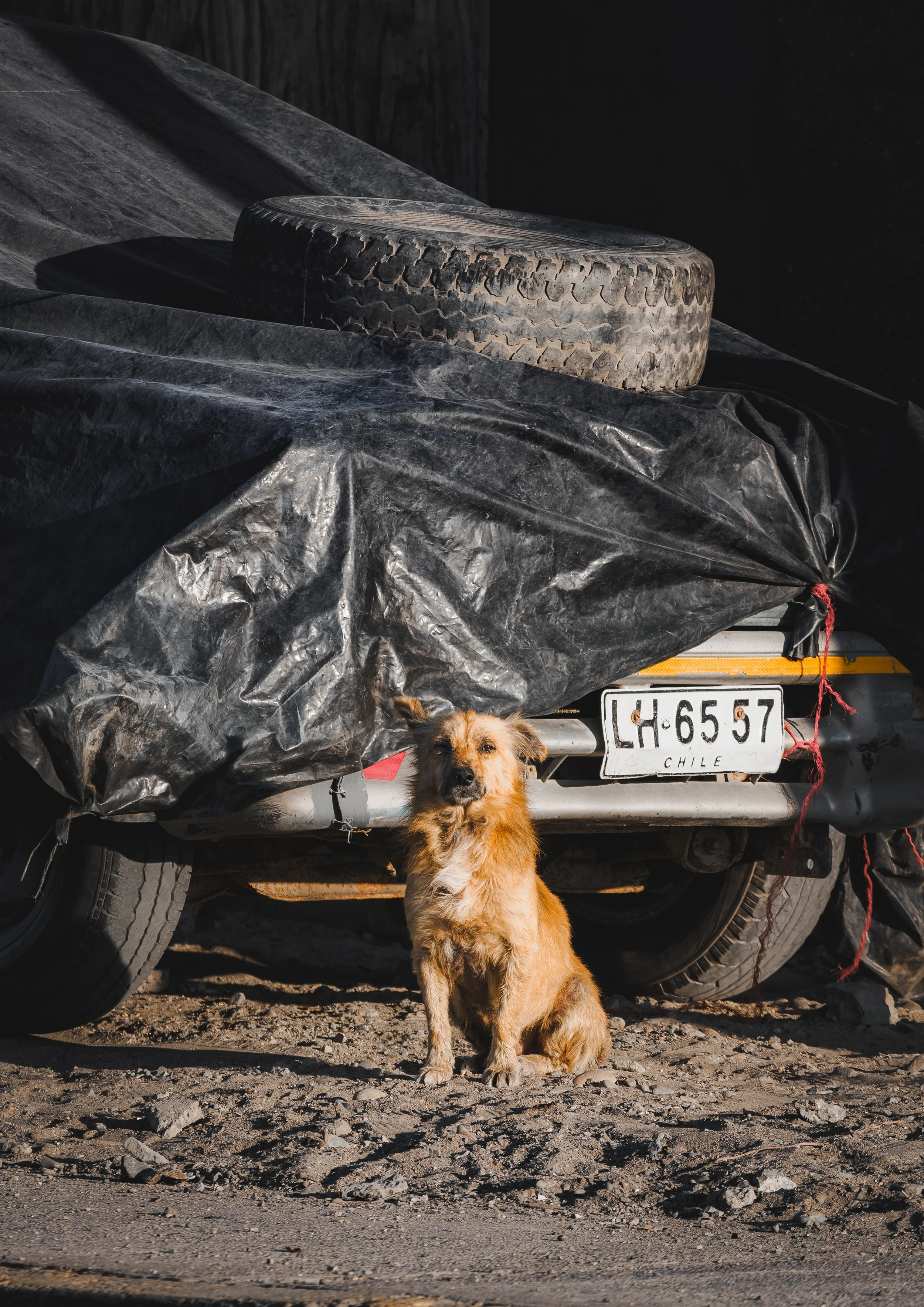 CHILLI STREET DOG
