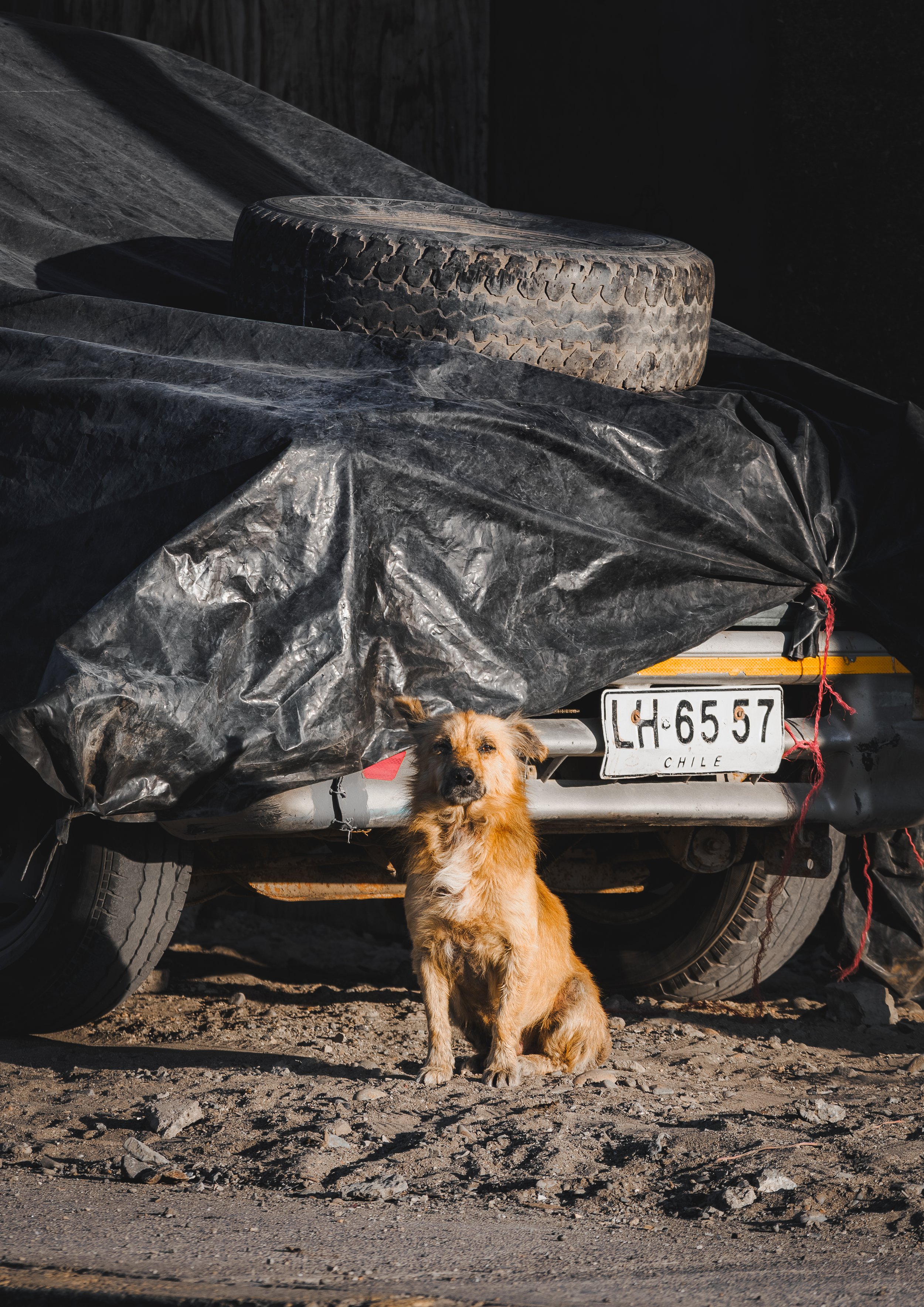 EL PERRO