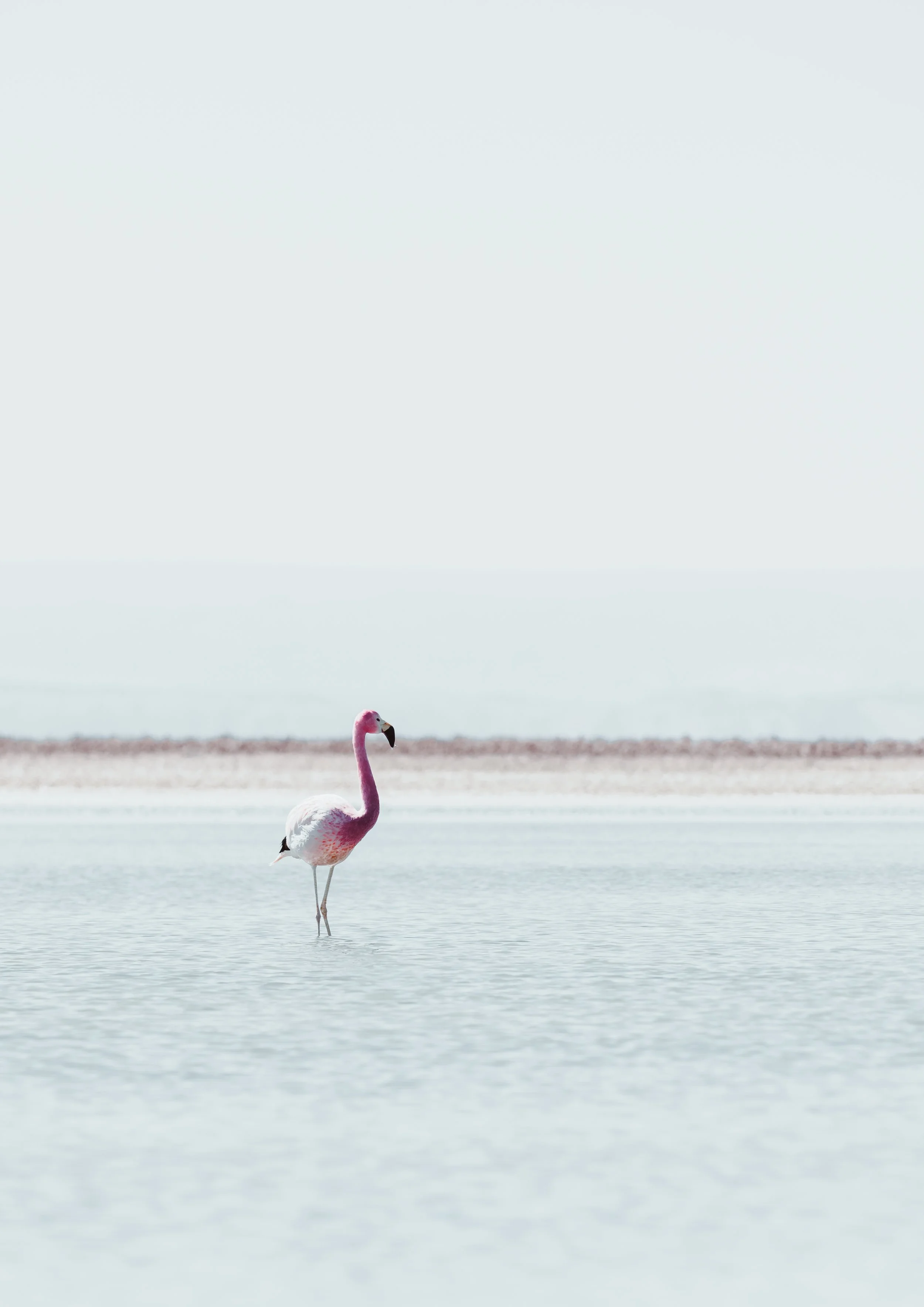 Flamingo in the Atacama desert