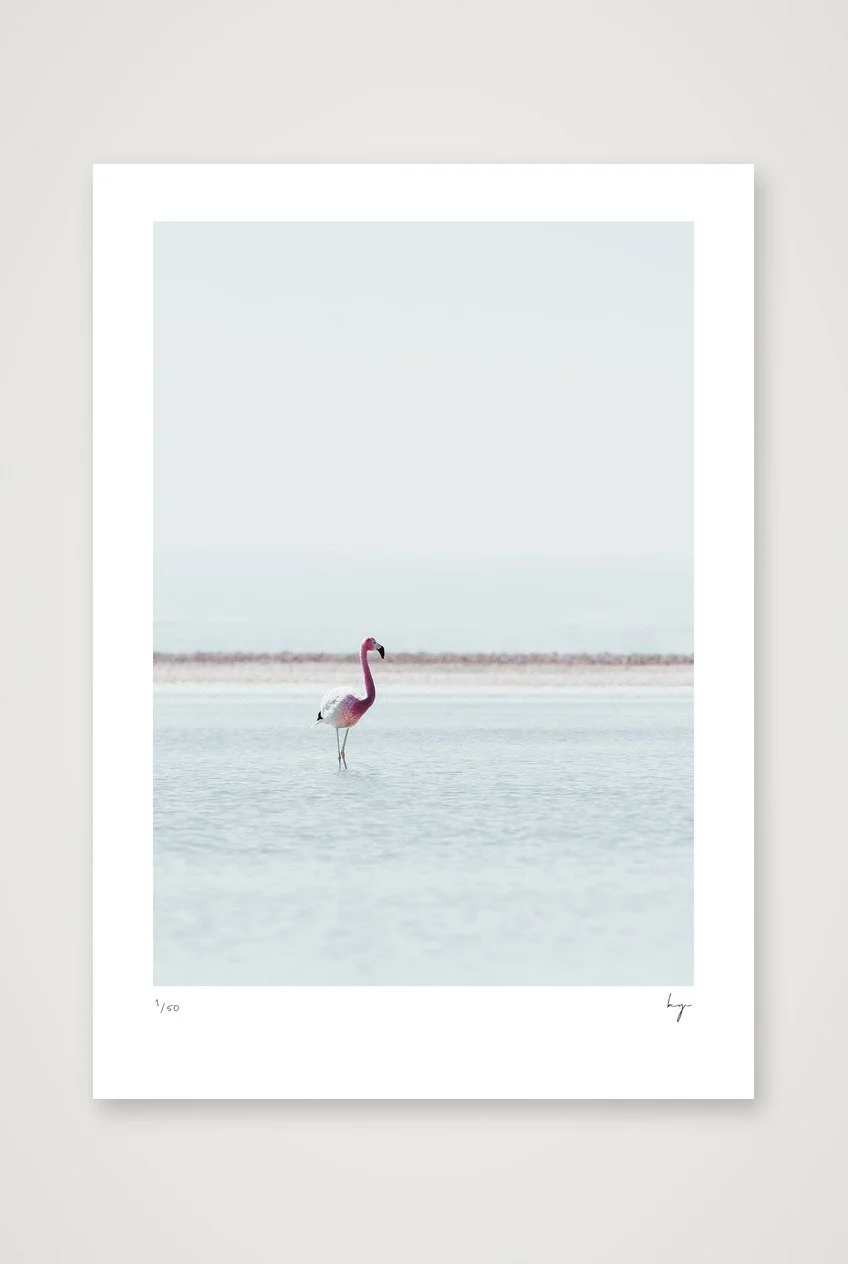 Flamingo in the Atacama desert
