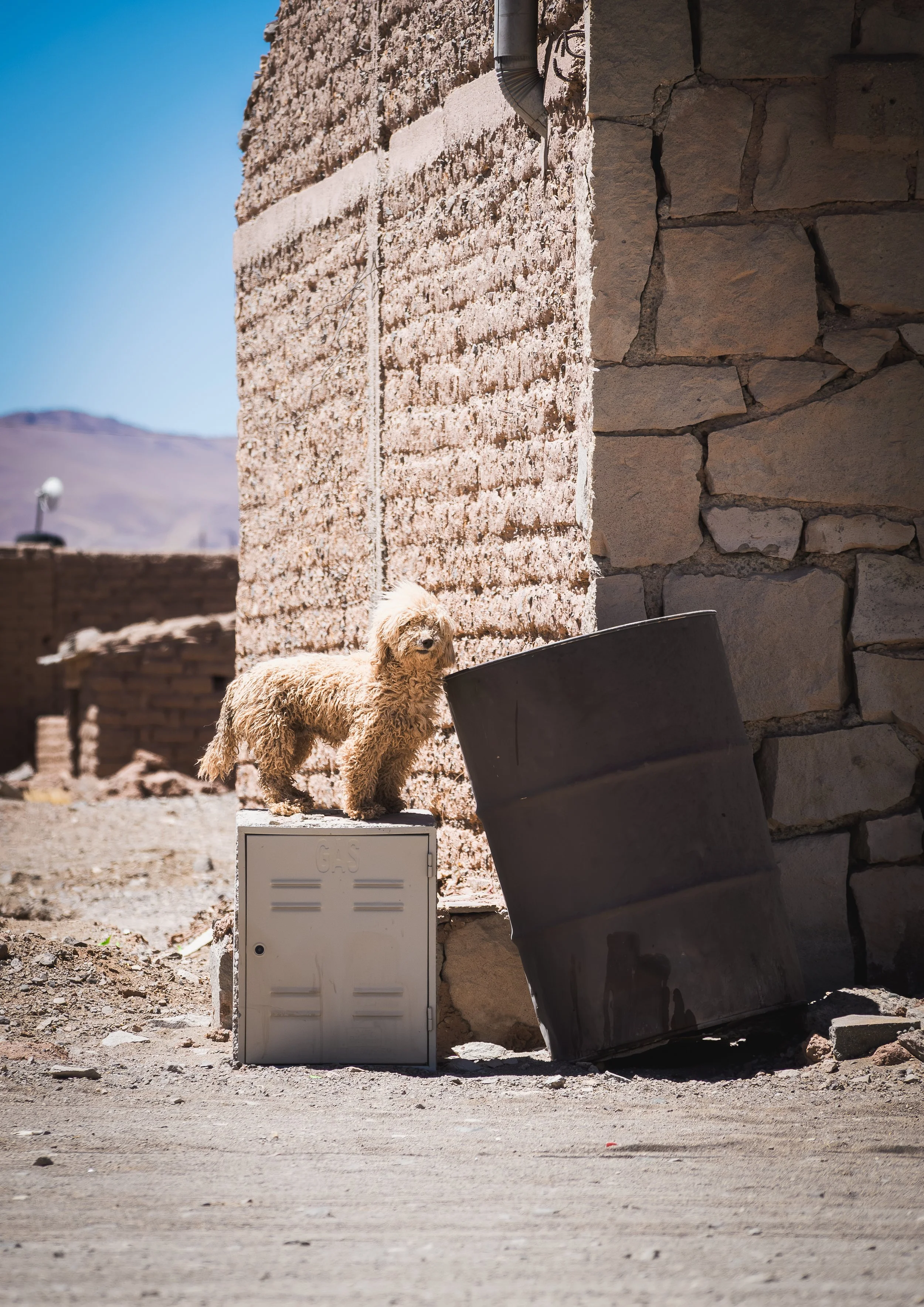 EL PERRITO