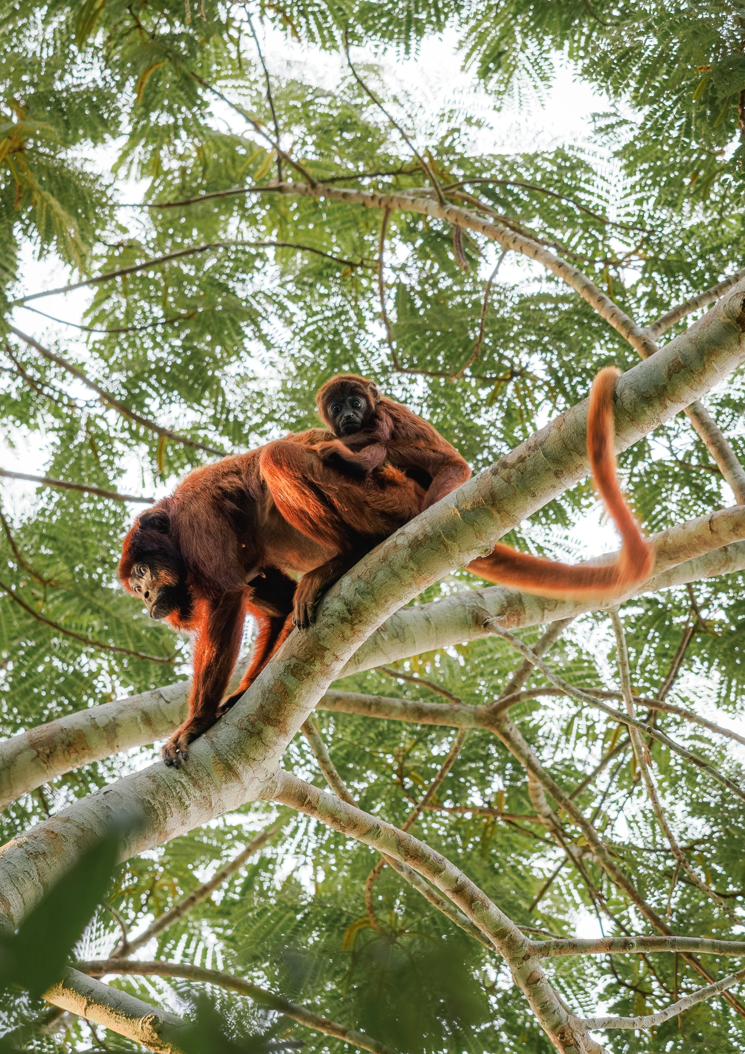 Monkeys looking down from high up in the trees