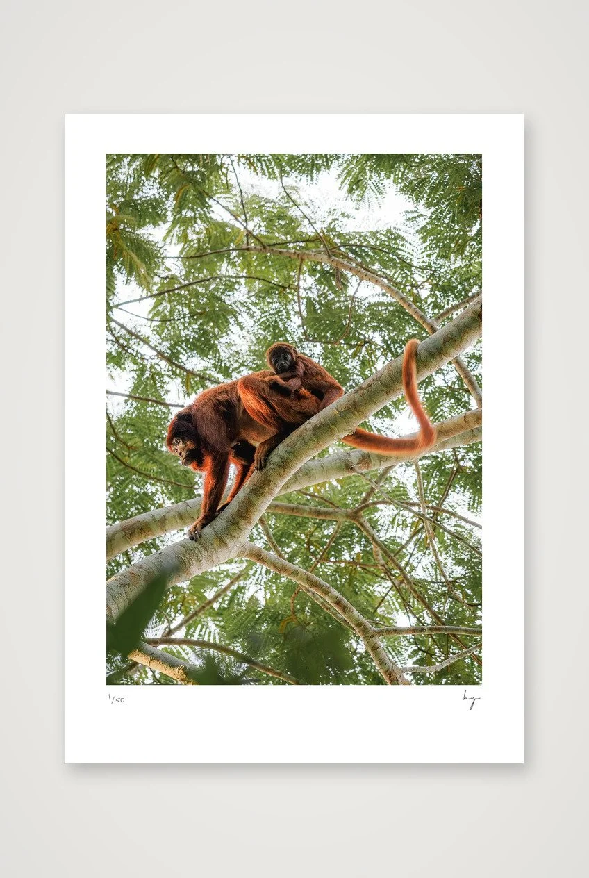 Monkeys looking down from high up in the trees