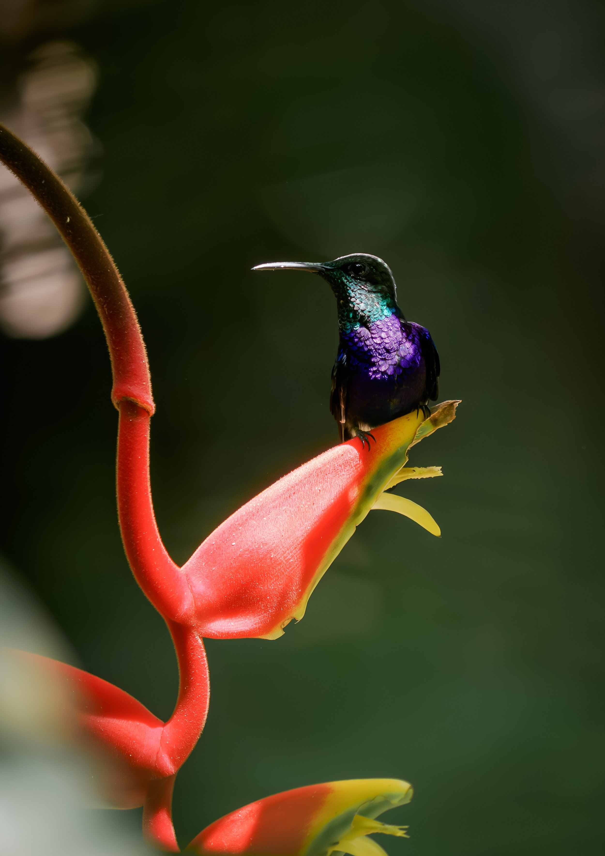 Hummingbird in Peru