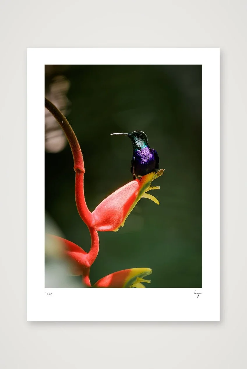 Hummingbird in Peru