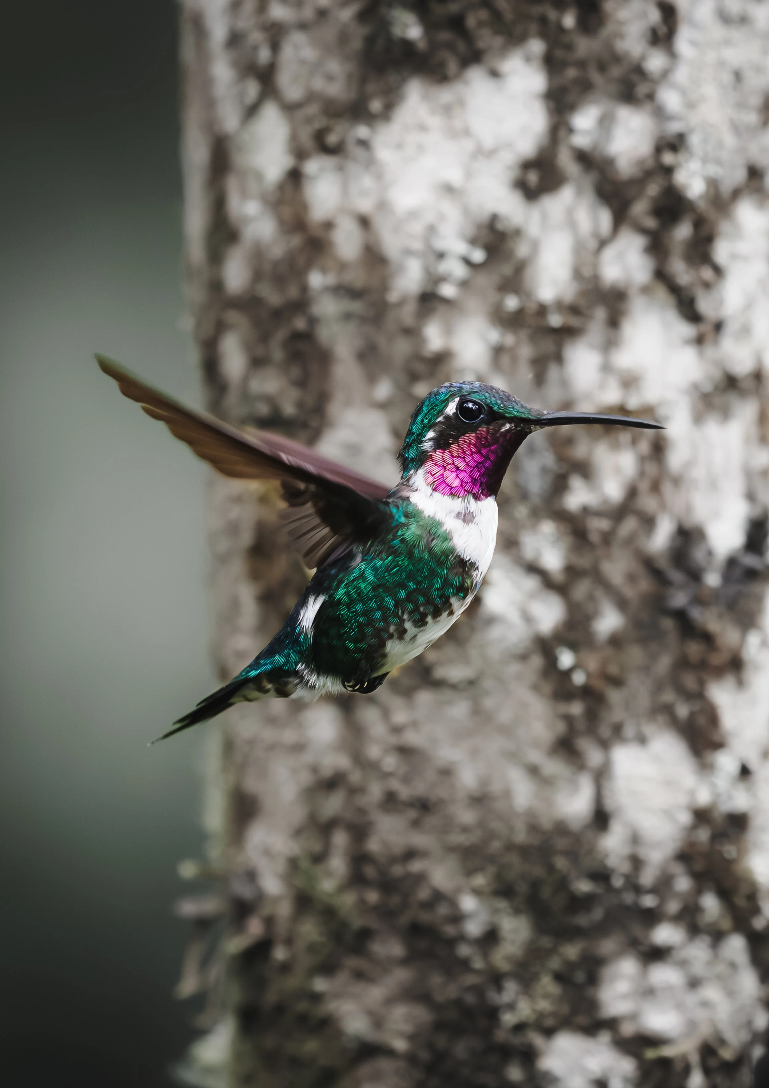 Hummingbird of ecuador