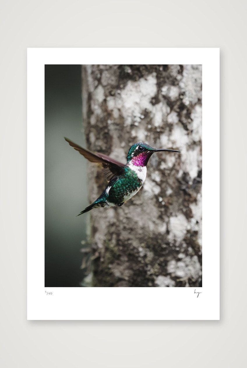 Hummingbird of ecuador