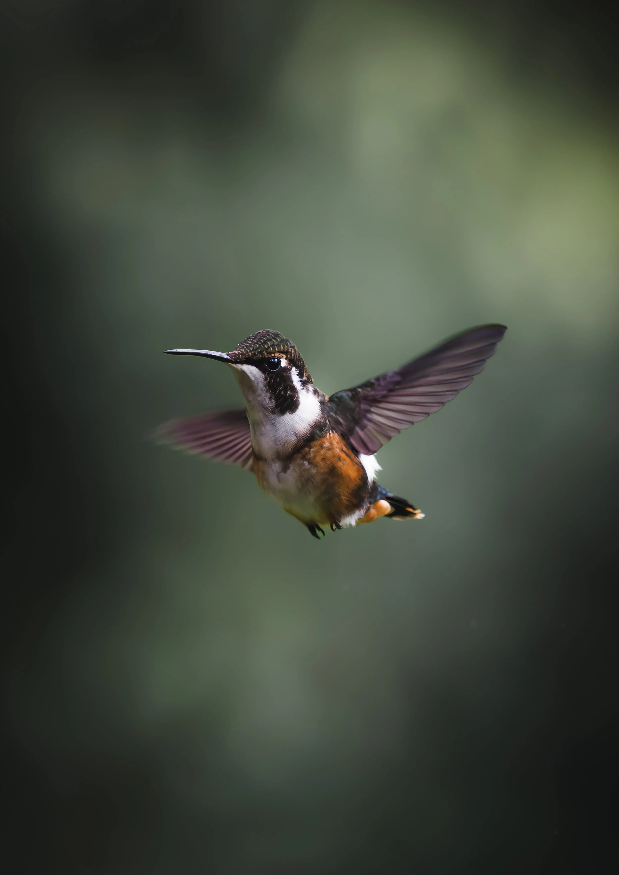 hummingbird Ecuador