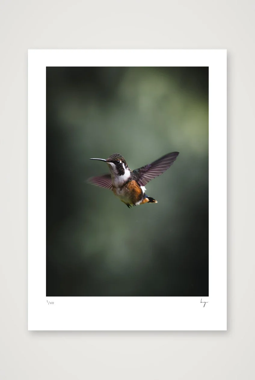 hummingbird Ecuador