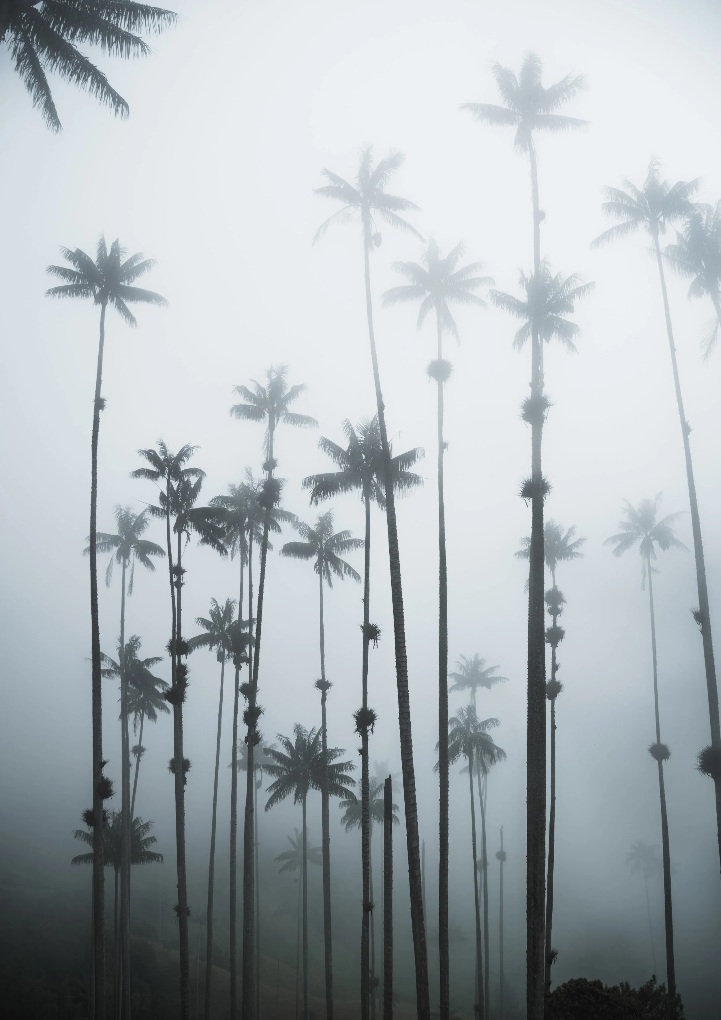 Cocora valley palm trees Colombia