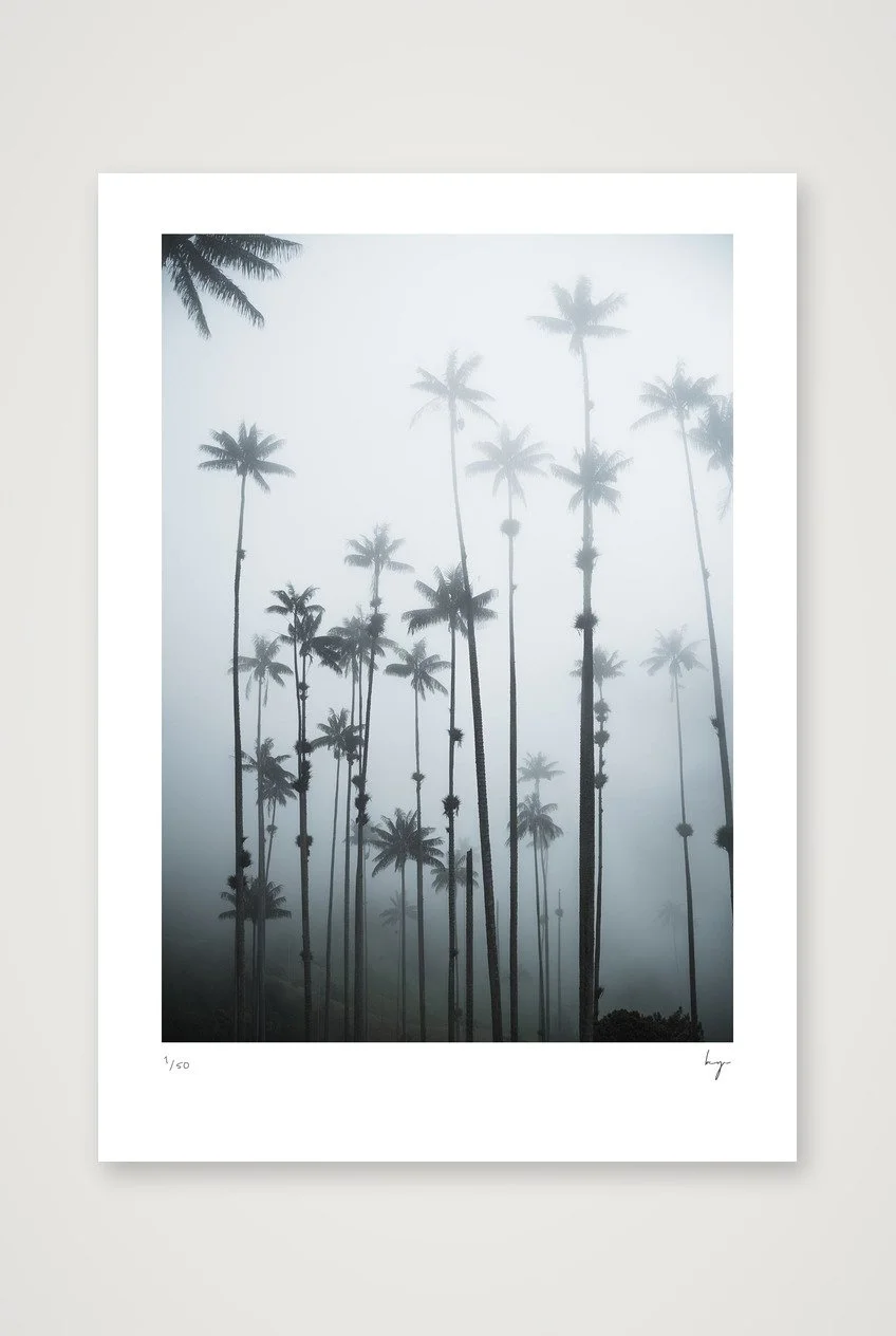 Cocora valley palm trees Colombia