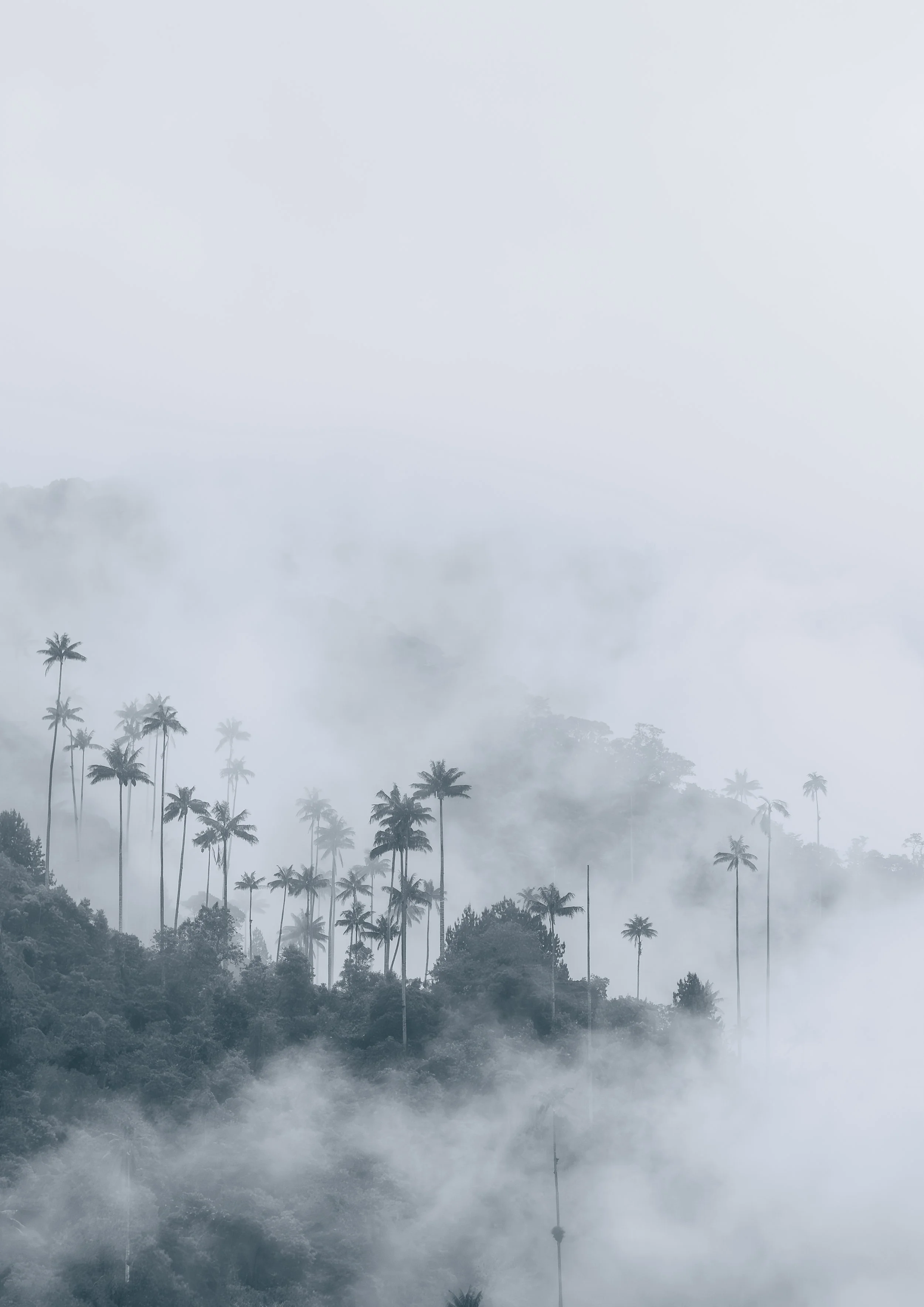 Wax palms cocora colombia