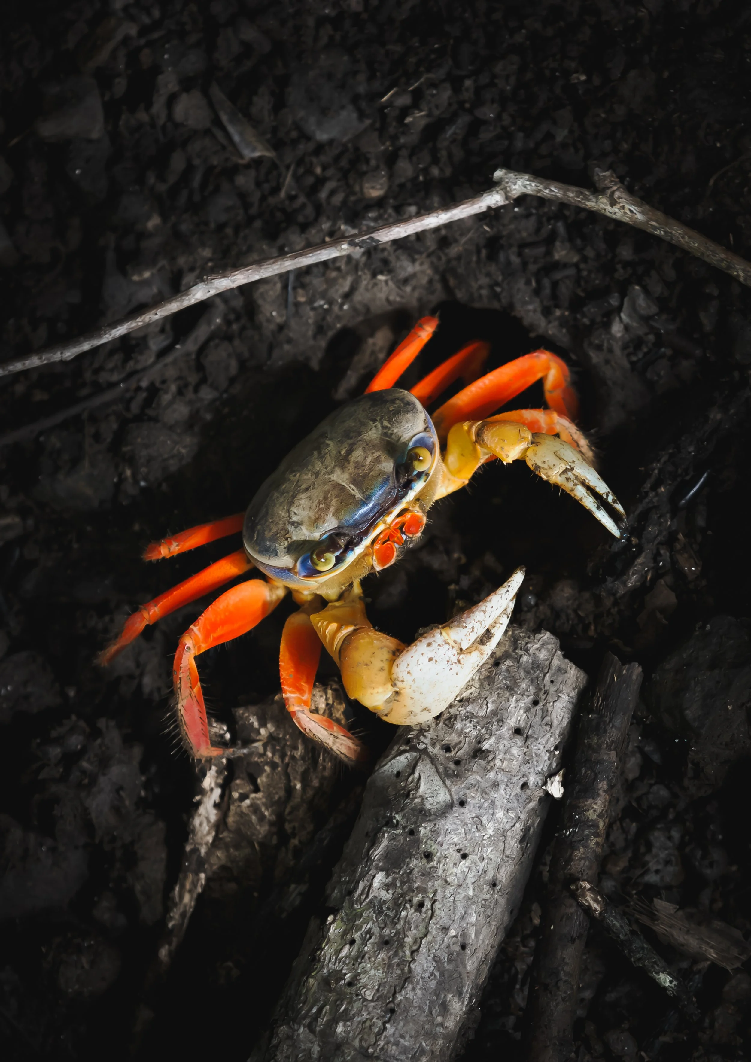 Orange crab that looks like the one from fat of the land album cover. Costa Rica