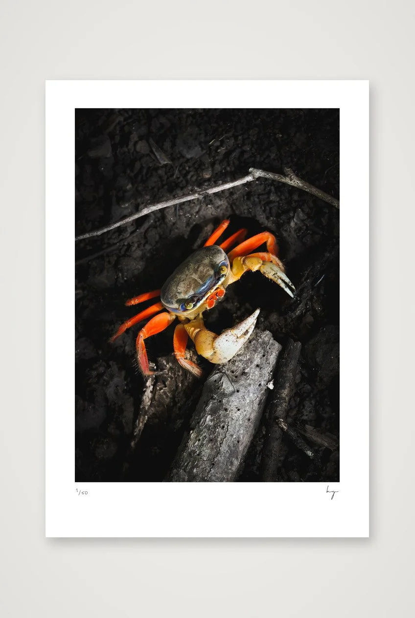 Orange crab that looks like the one from fat of the land album cover. Costa Rica