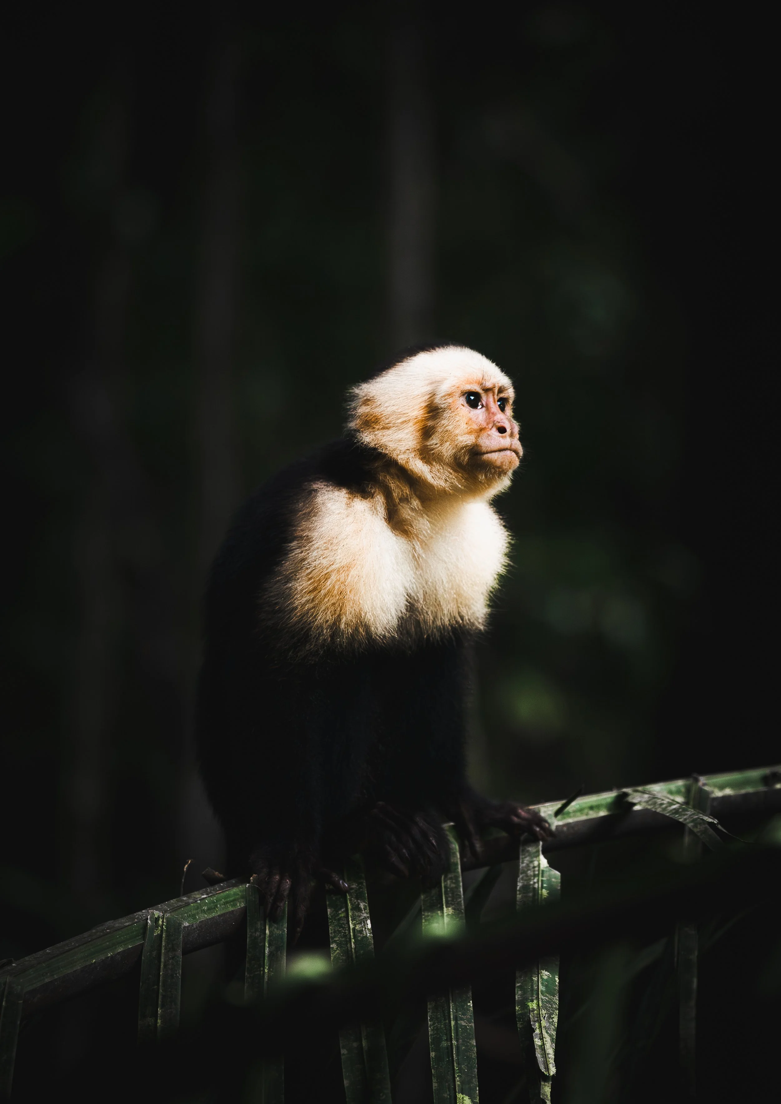 Costa Rica Monkey