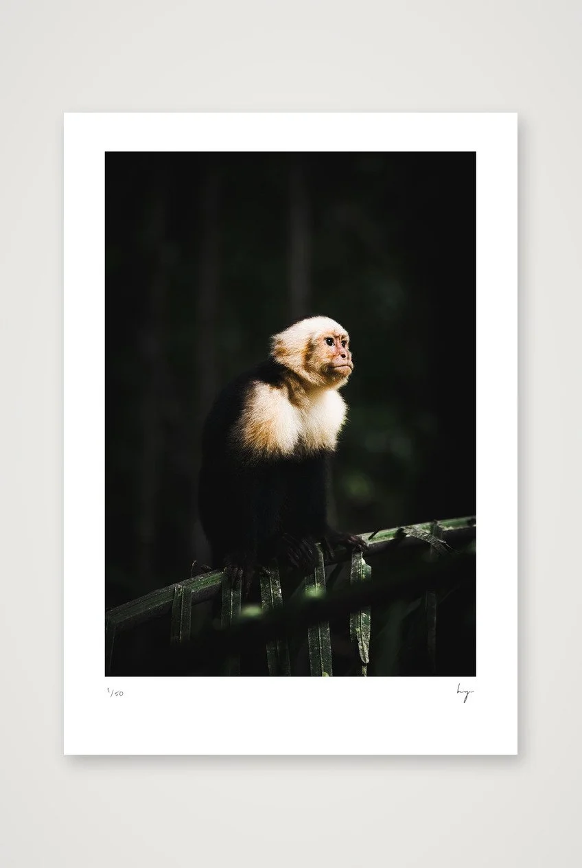 Costa Rica Monkey