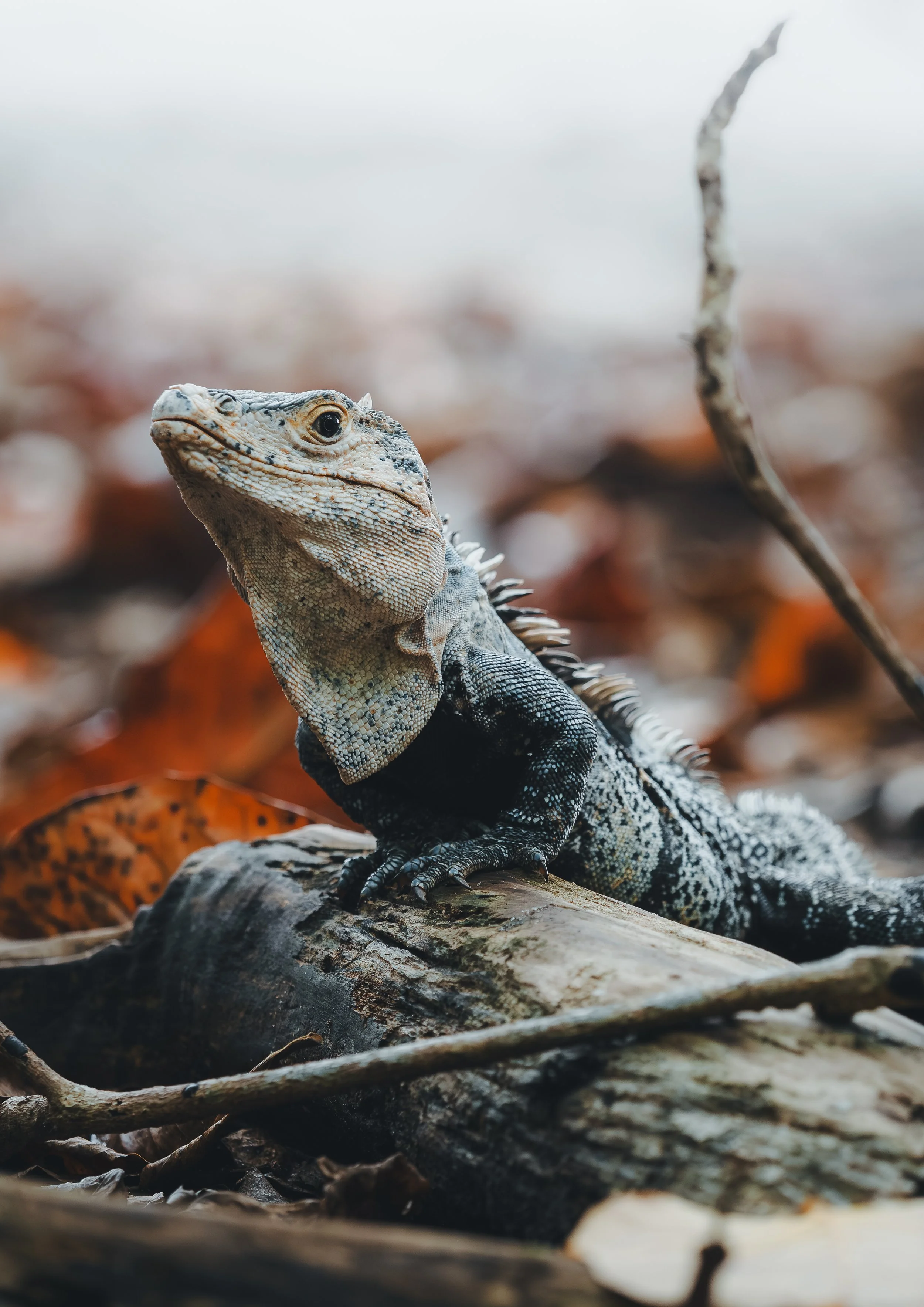 Iguana in Costa Rica