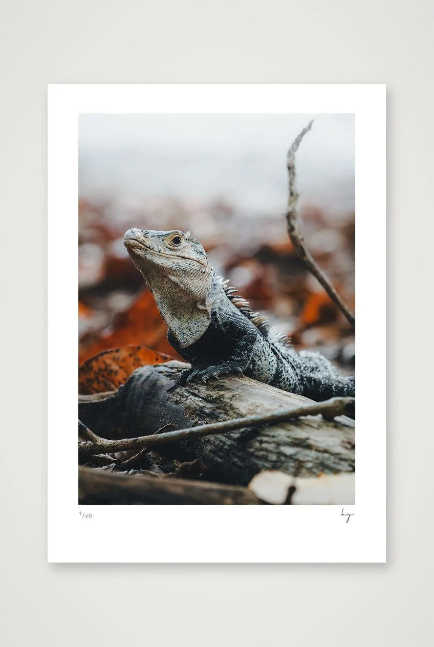 Iguana in Costa Rica